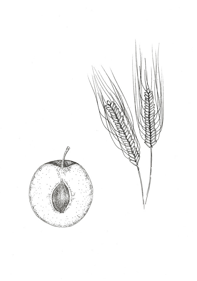 Illustrations – Distillerie Cazottes