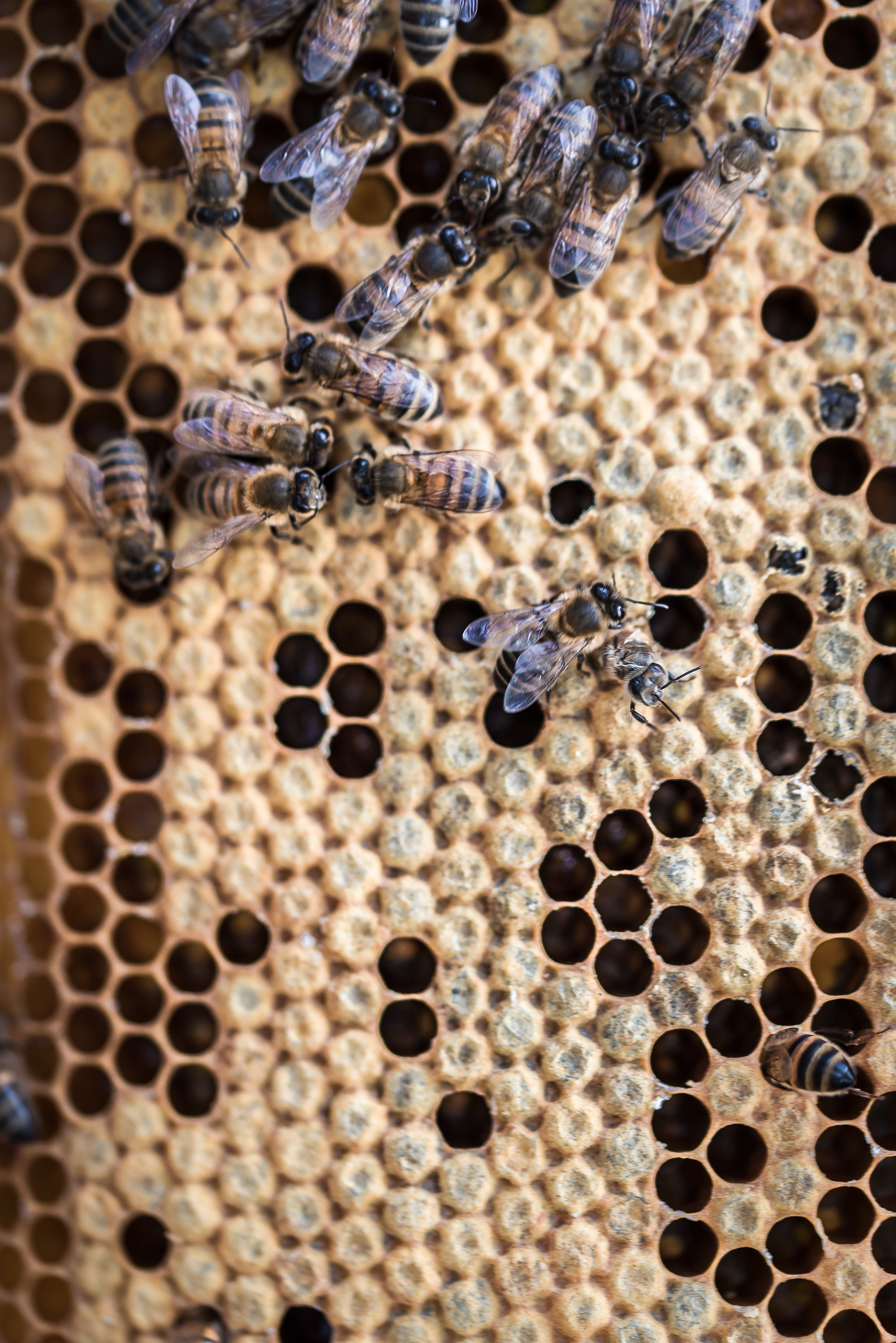 Honey Comb
