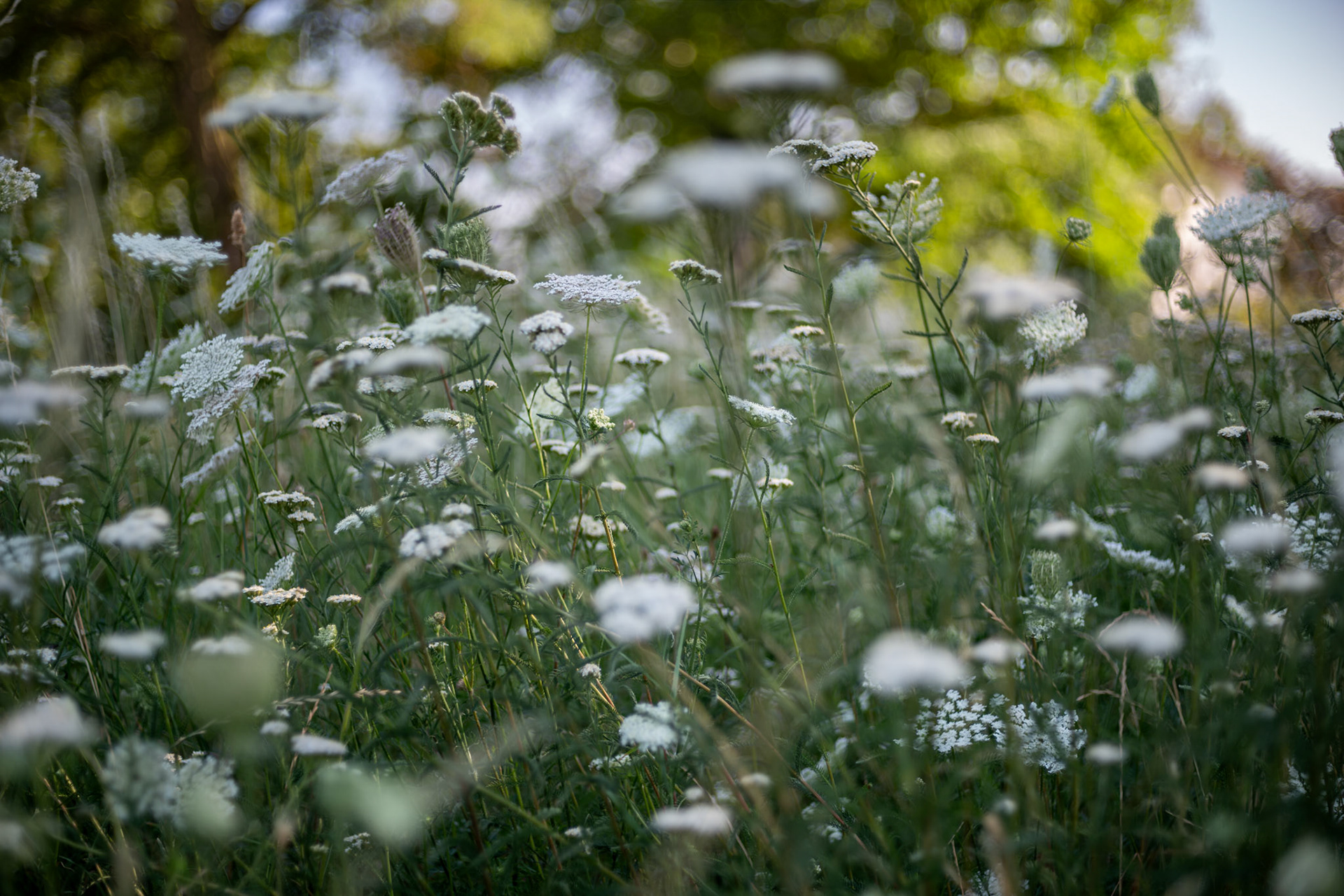 Sony A7CII, Summicron-R 50mm f2.0
