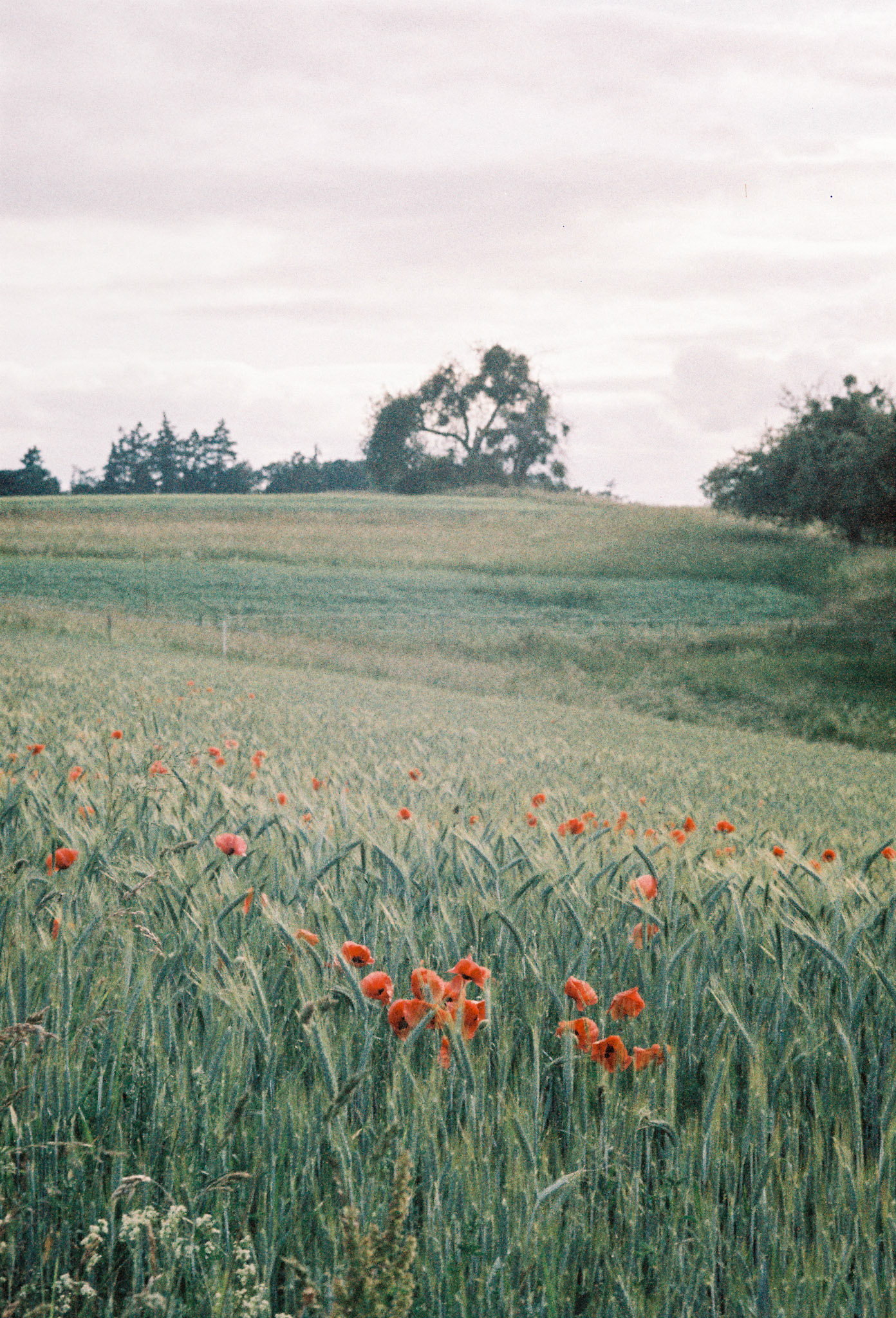 Leica M4 | Wolfen NC500 bewertet auf 400 ISO