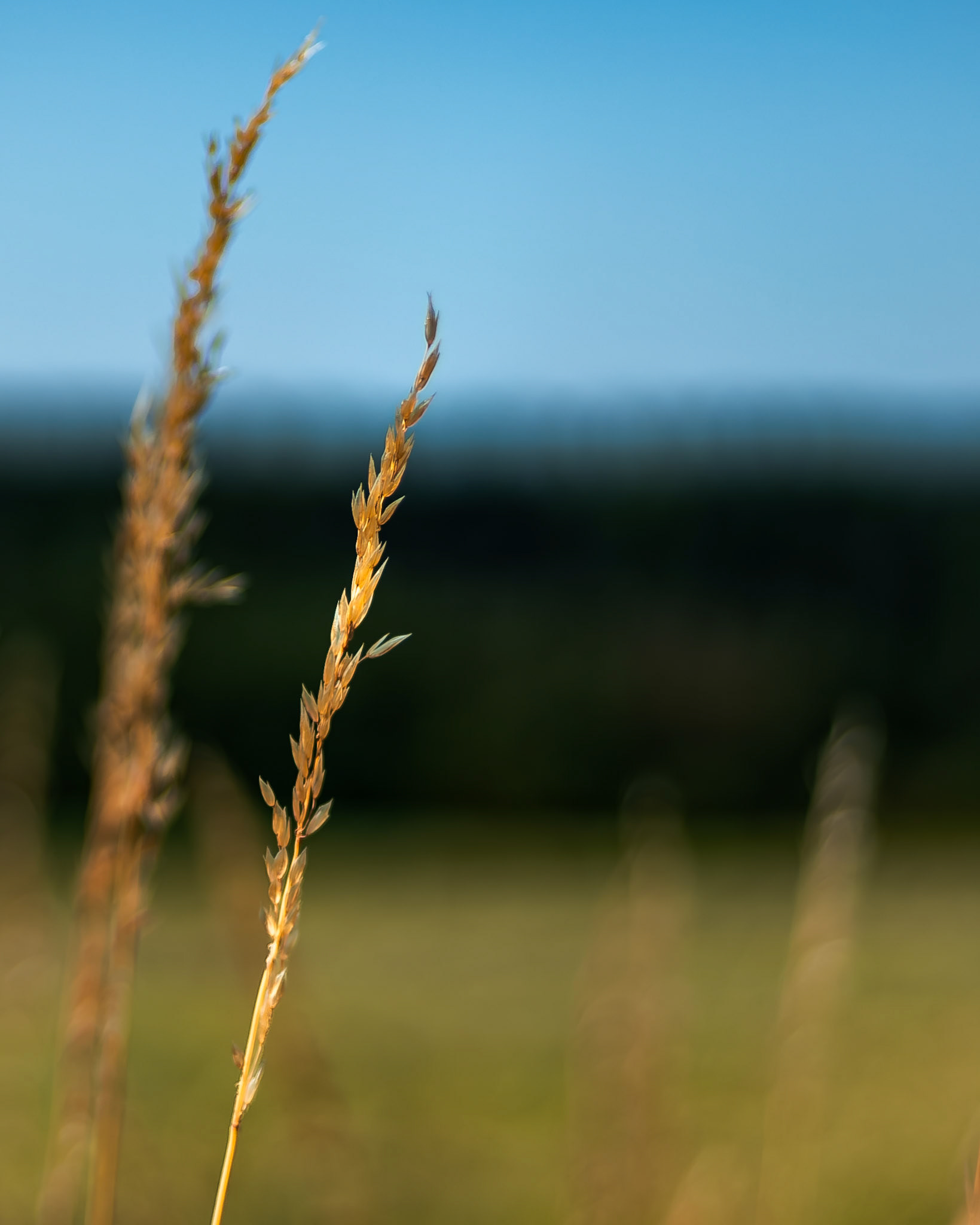 Sony A7C II, Leica Summicron-R 50mm F2