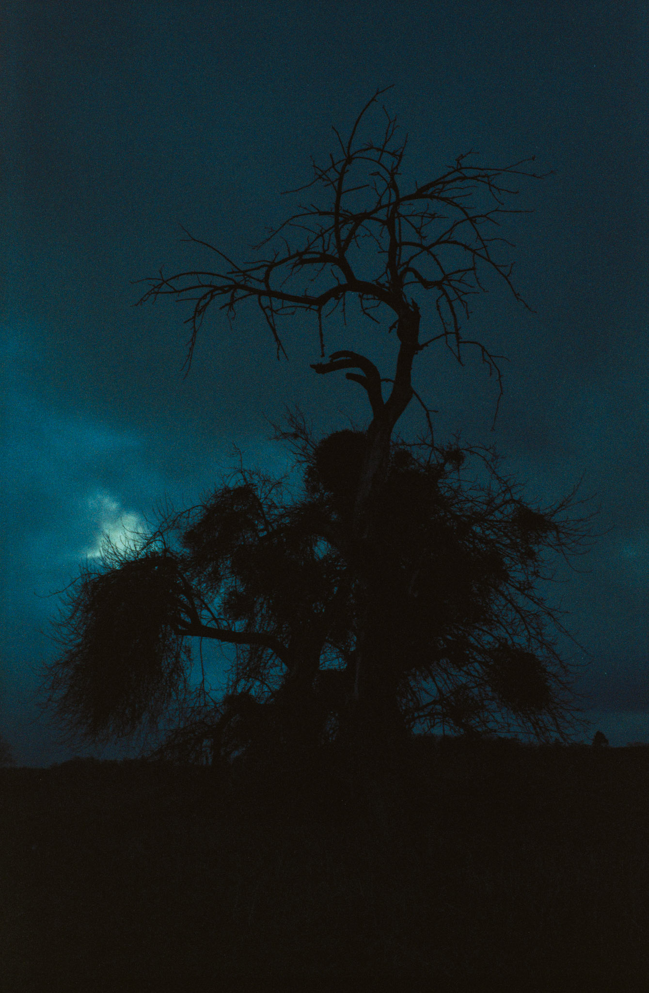 Alte, knorrige Apfelbäume. Leica M4, Voigtländer Ultron 35mm F2.0, Cinestill 800t mit Push +2