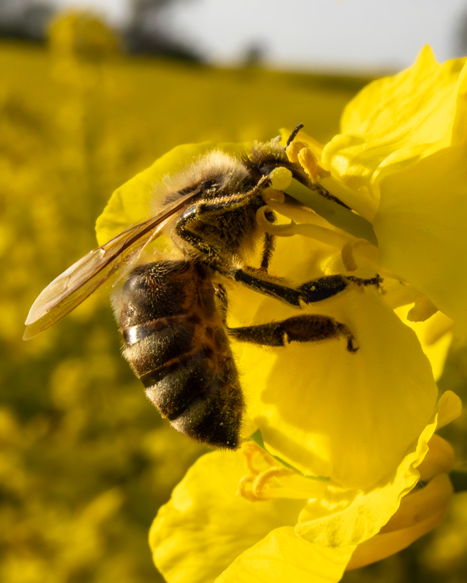 Biene auf Rapsblüte