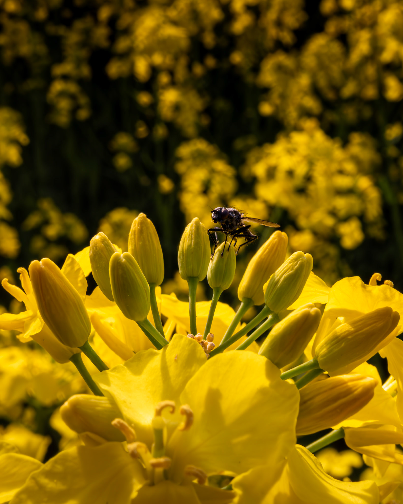Fliege auf Rapsblüten
