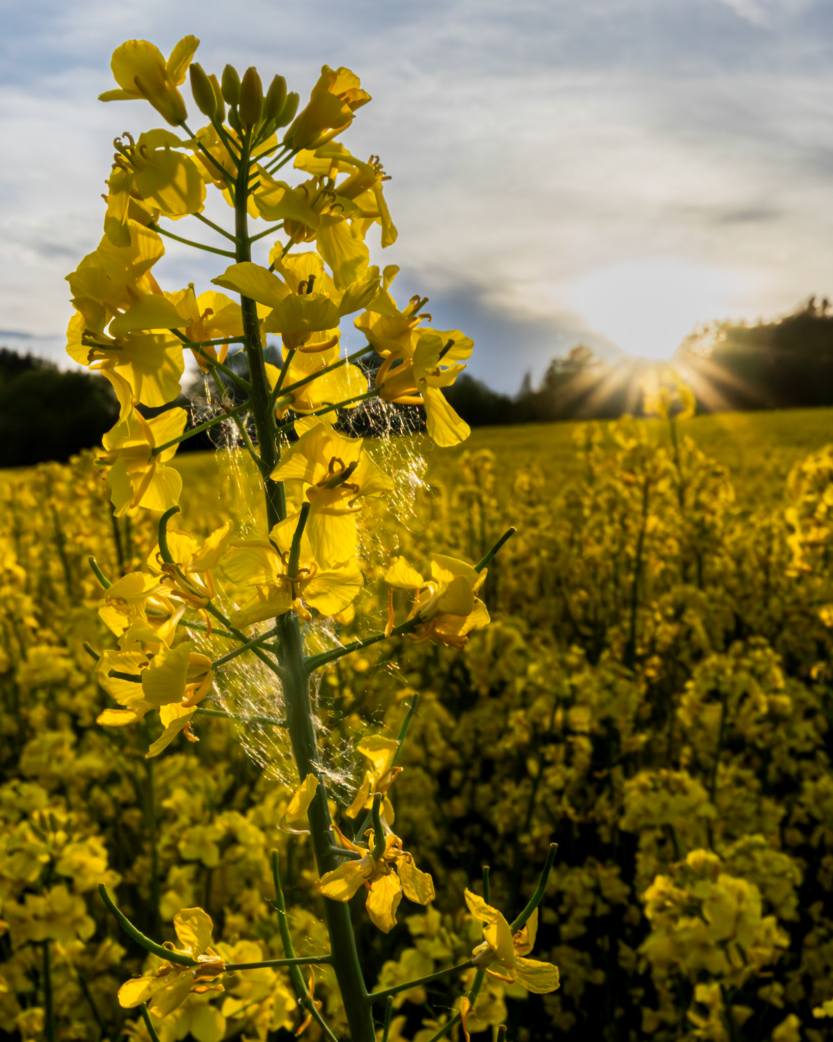 Raps mit Spinnenweben in der Abendsonne