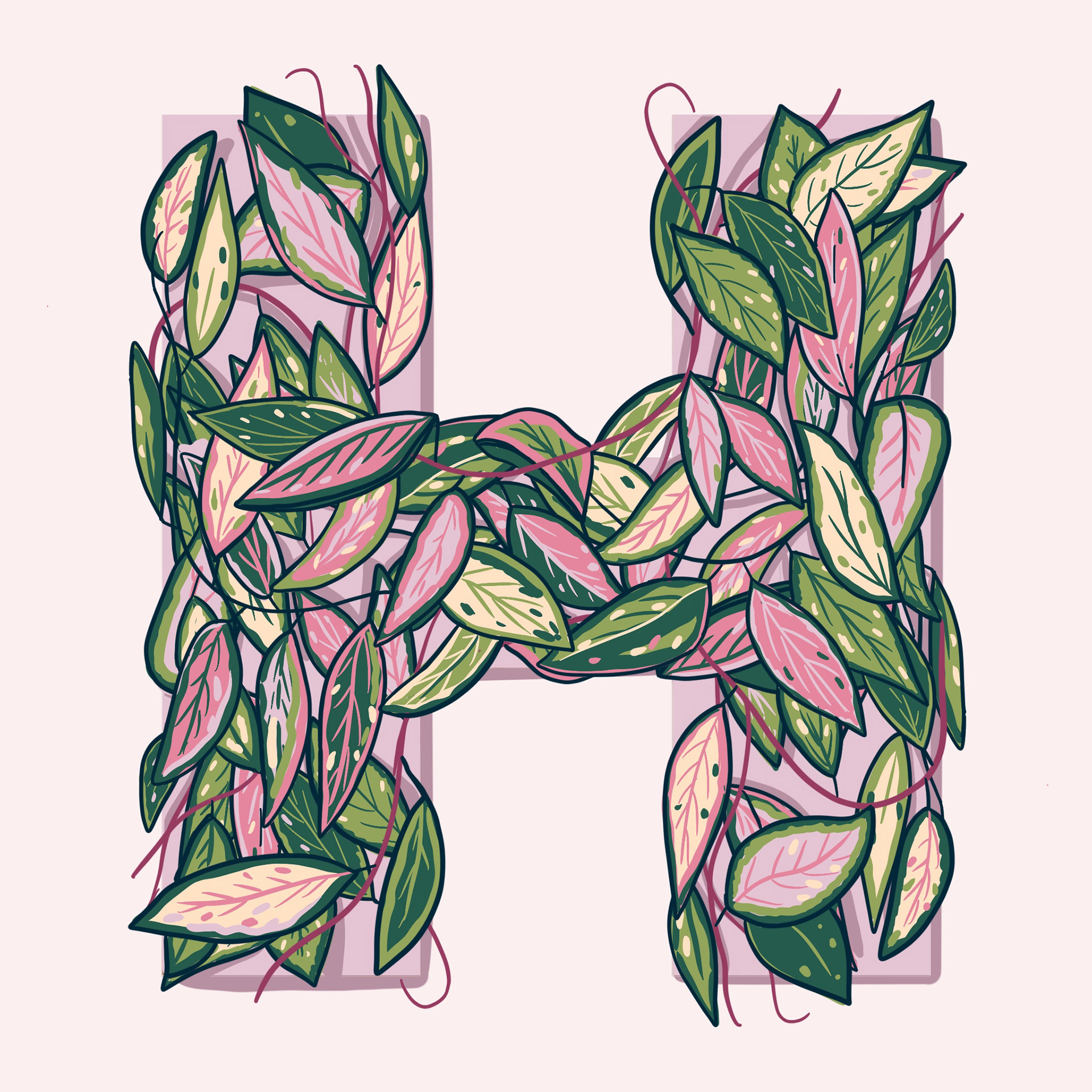 H is for Hoya