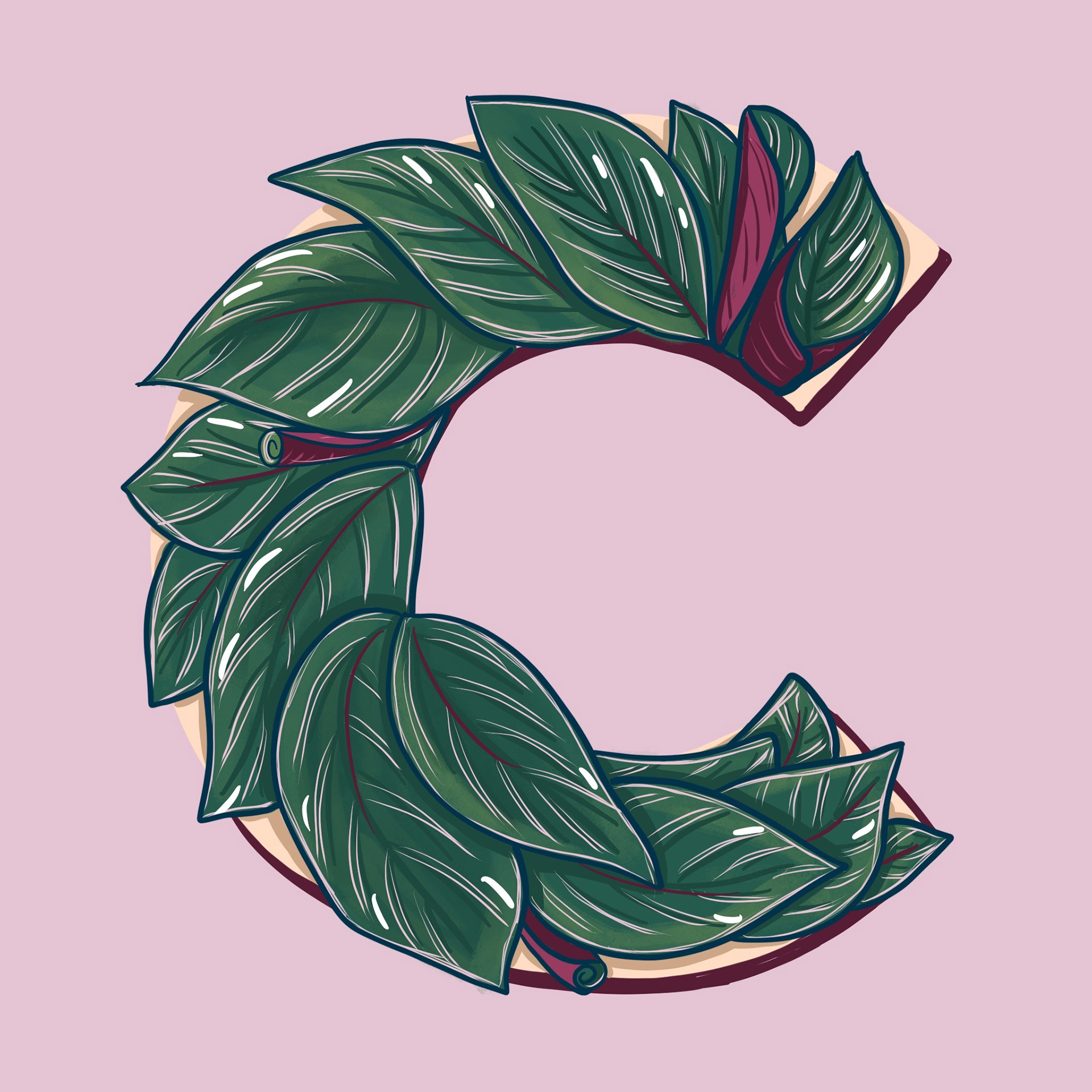 C is for Calathea