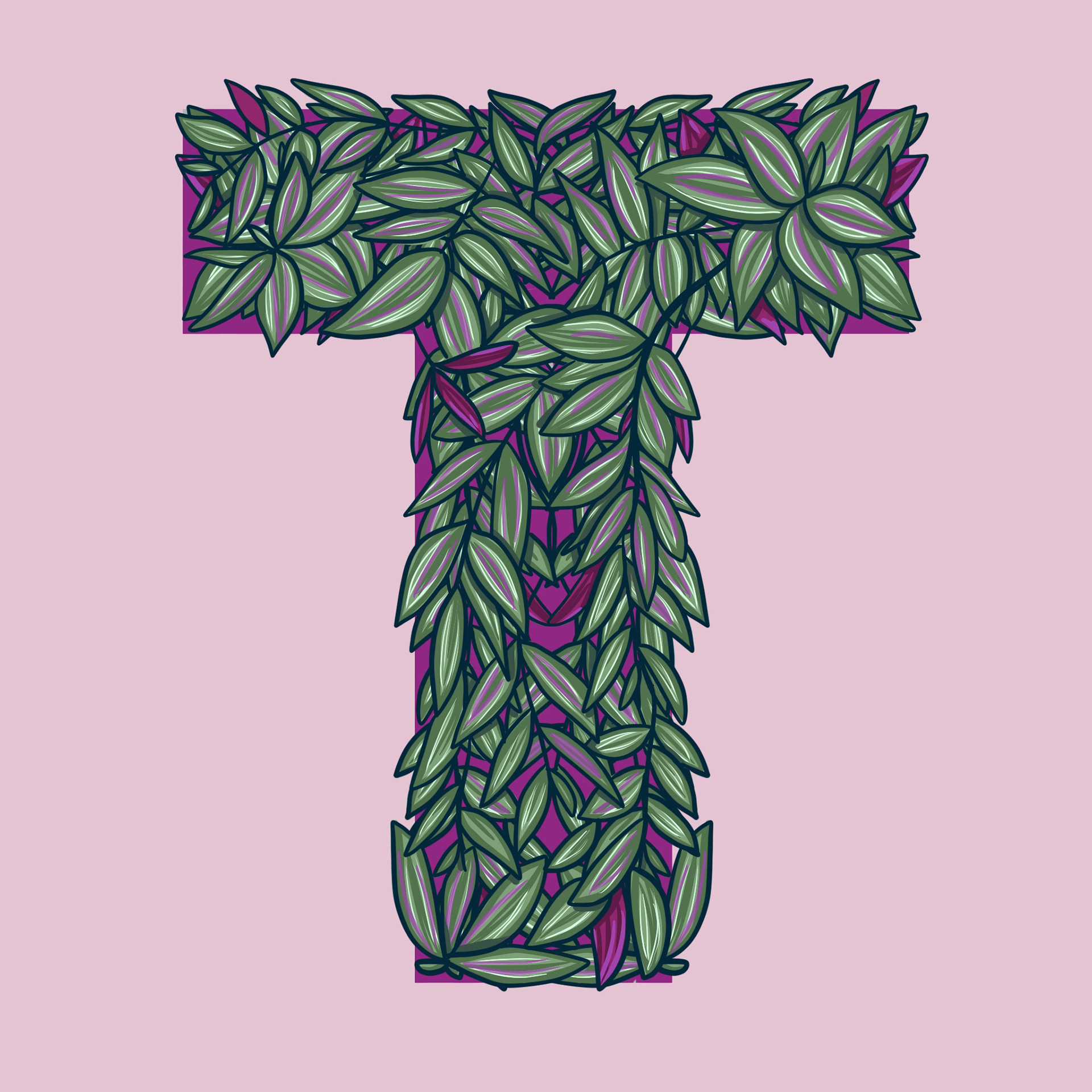 T is for Tradescantia