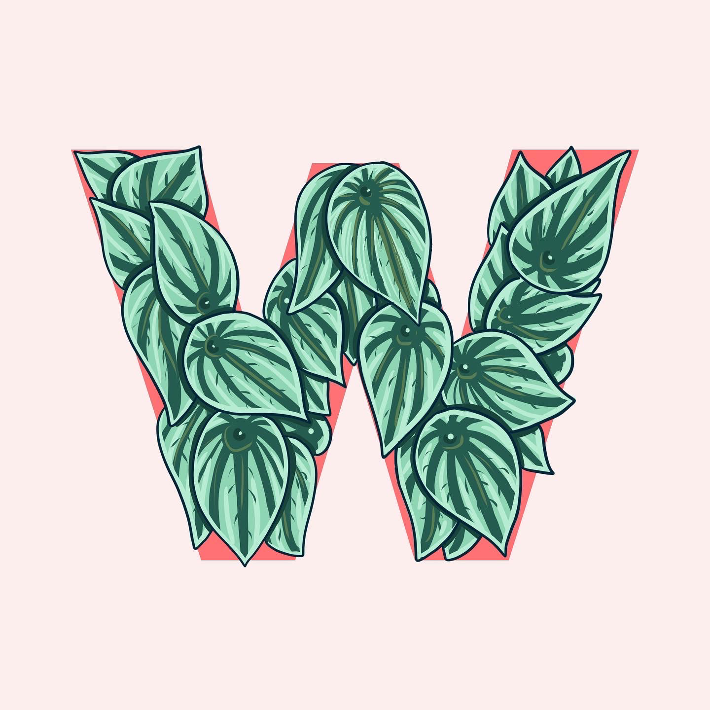 W is for Watermelon Peperomia