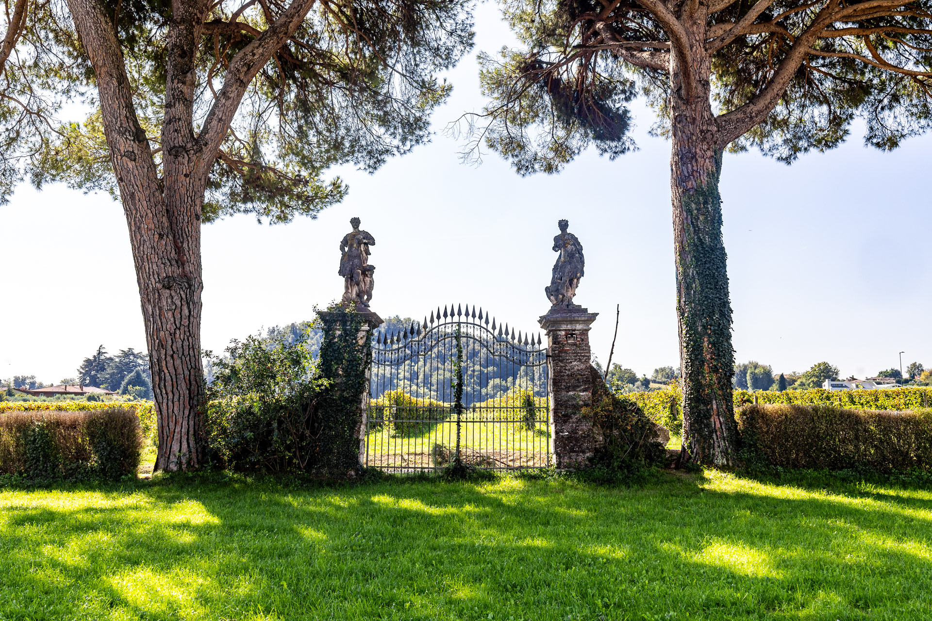Vineyards in front of Villa Angarano