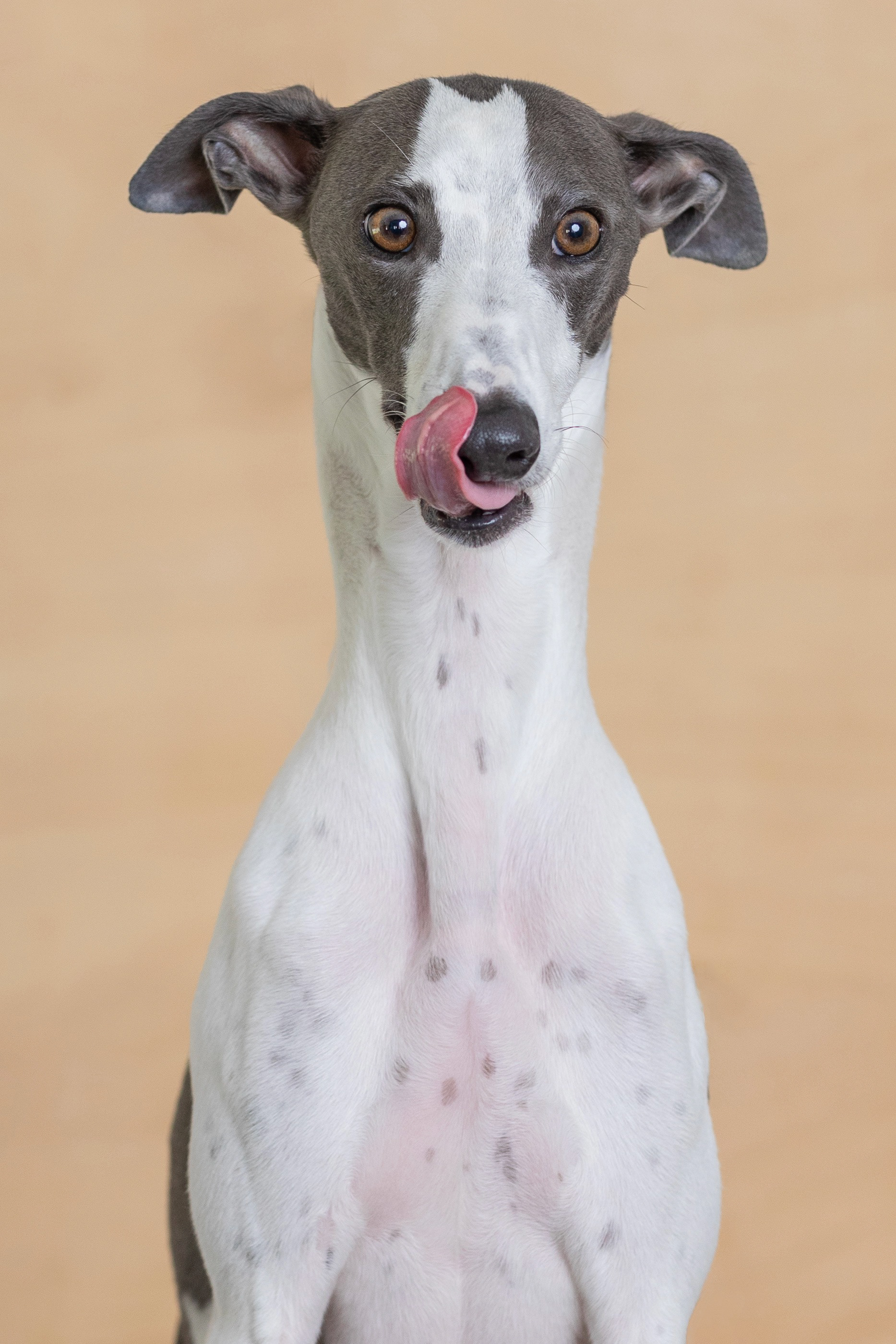 Ziggy - Canine Hydro, Croydon