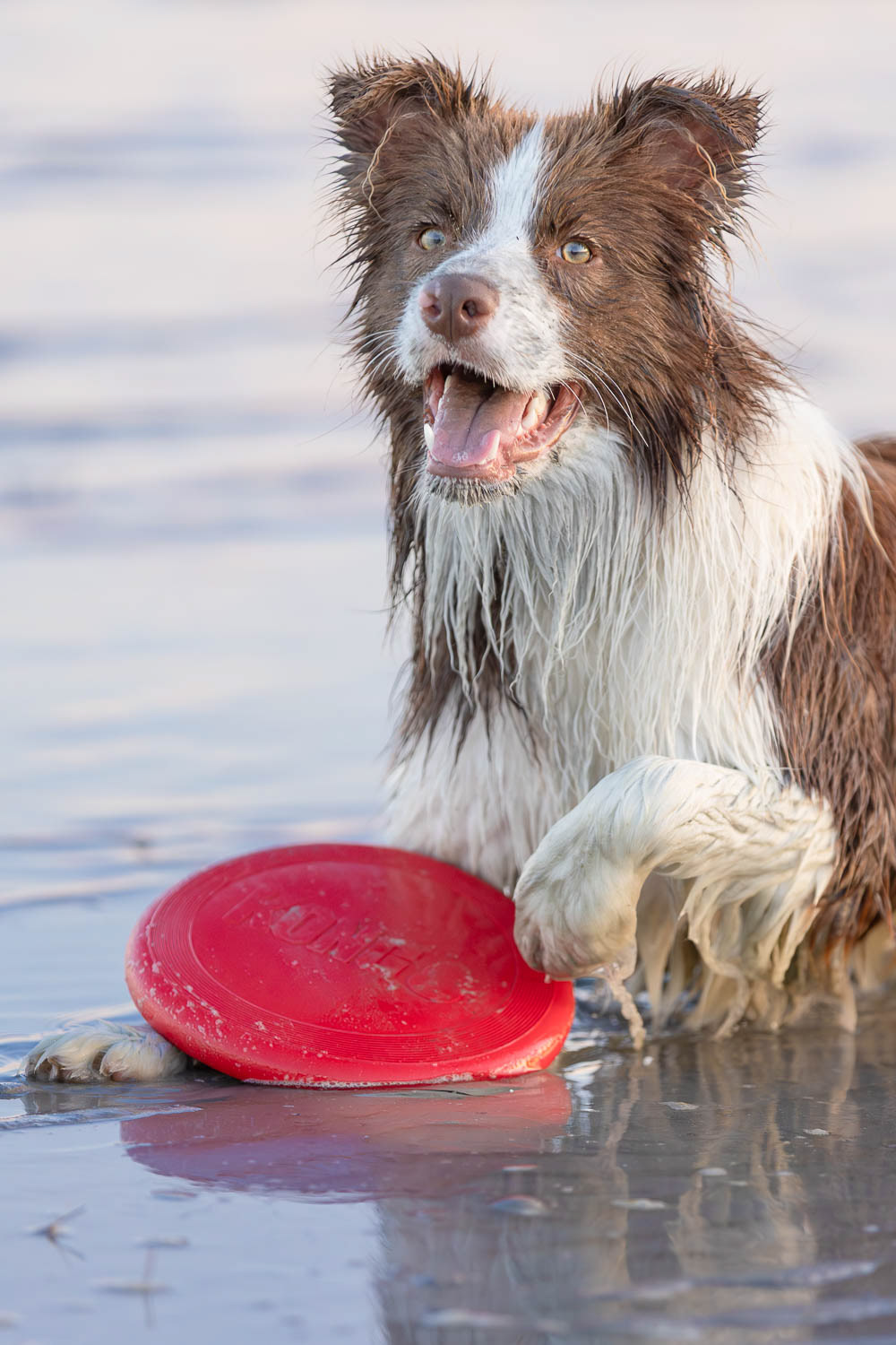 Blink the Border Collie