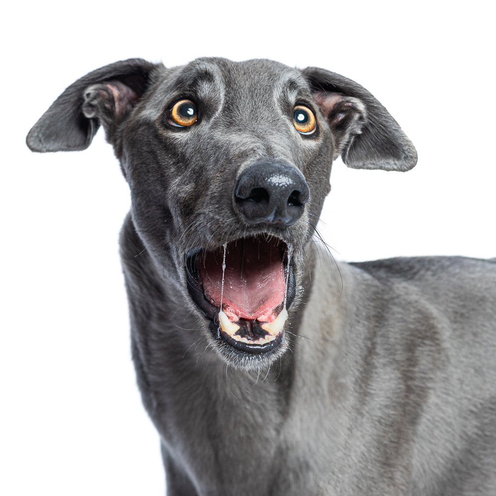 Bluey - Such a big goofball!