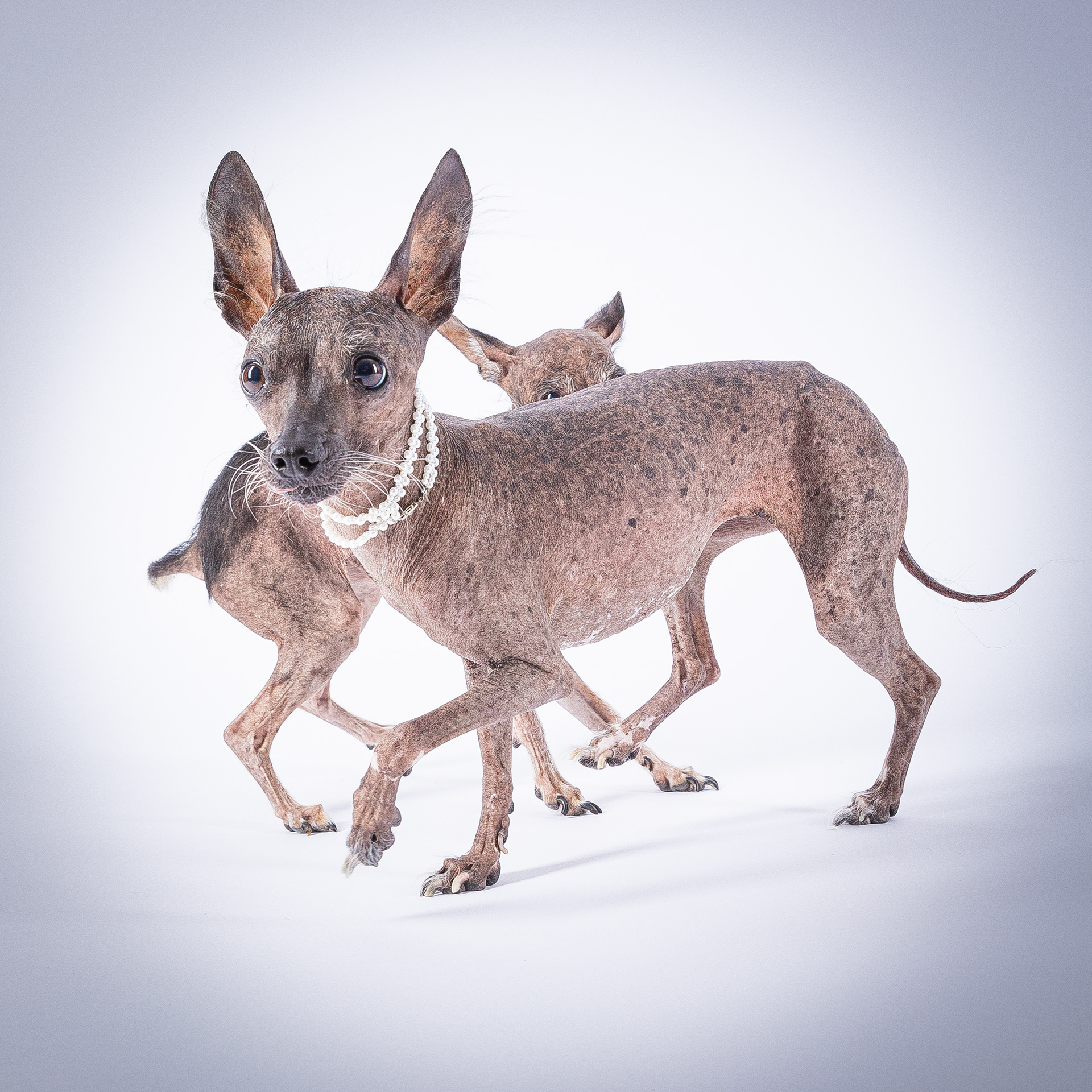 Tonks - Chinese Crested