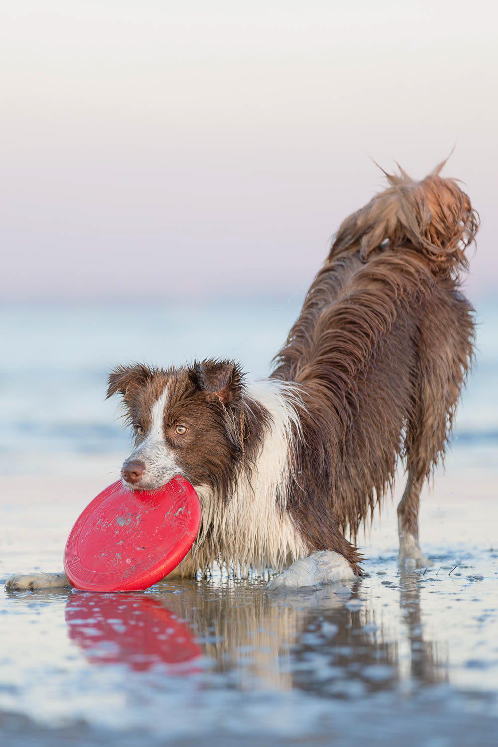 Blink the Border Collie