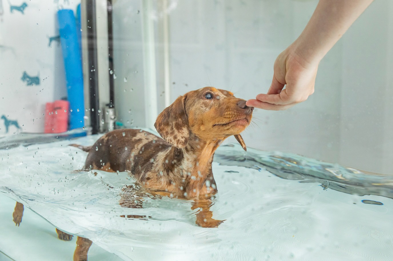 Canine Hydro