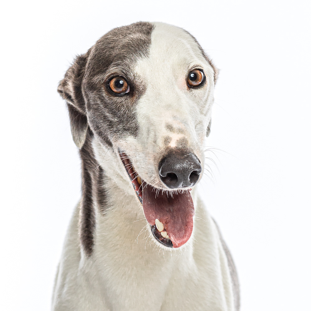 Soul - You couldn't meet a more gentle, loving girl!
