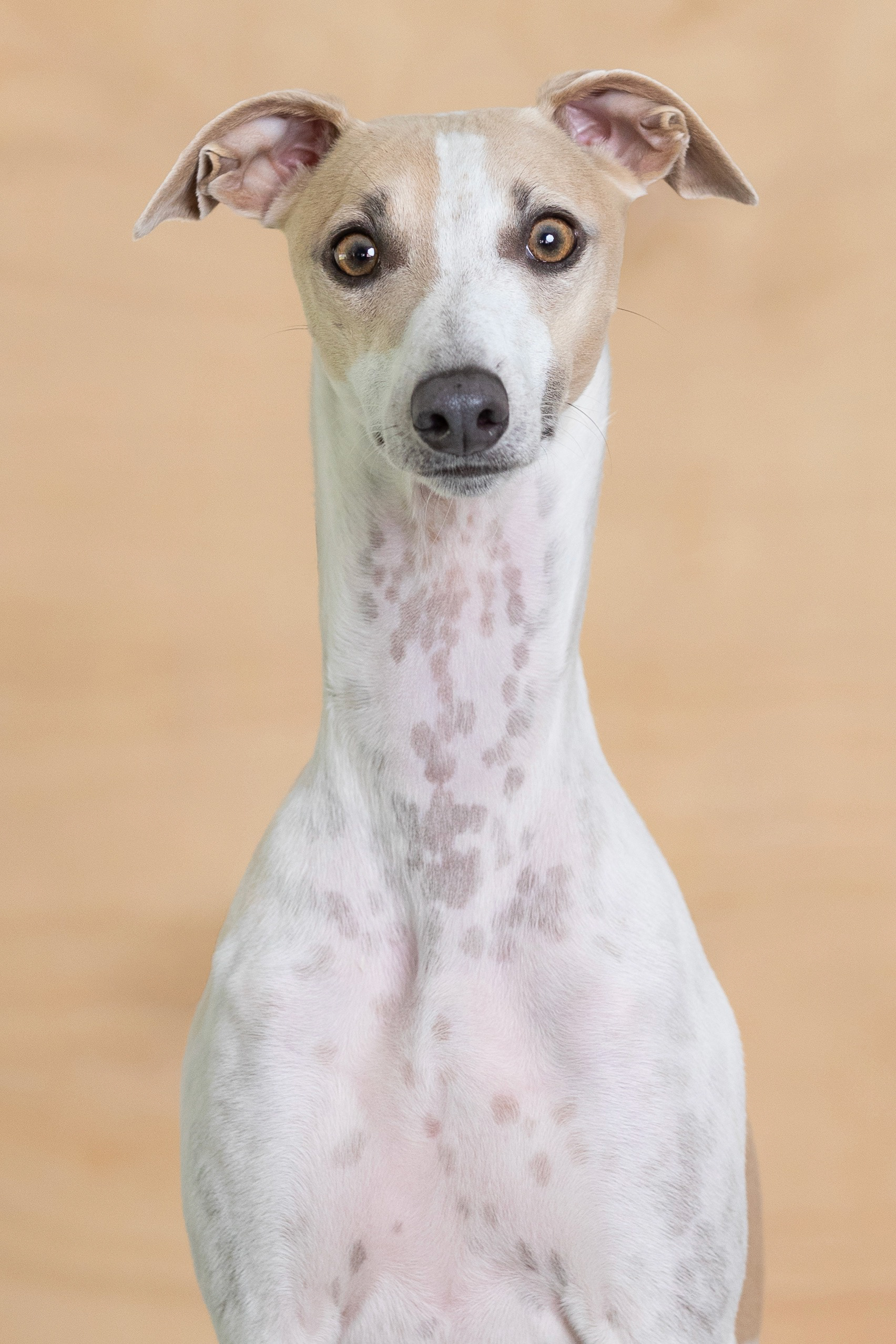 Ross - Canine Hydro, Croydon