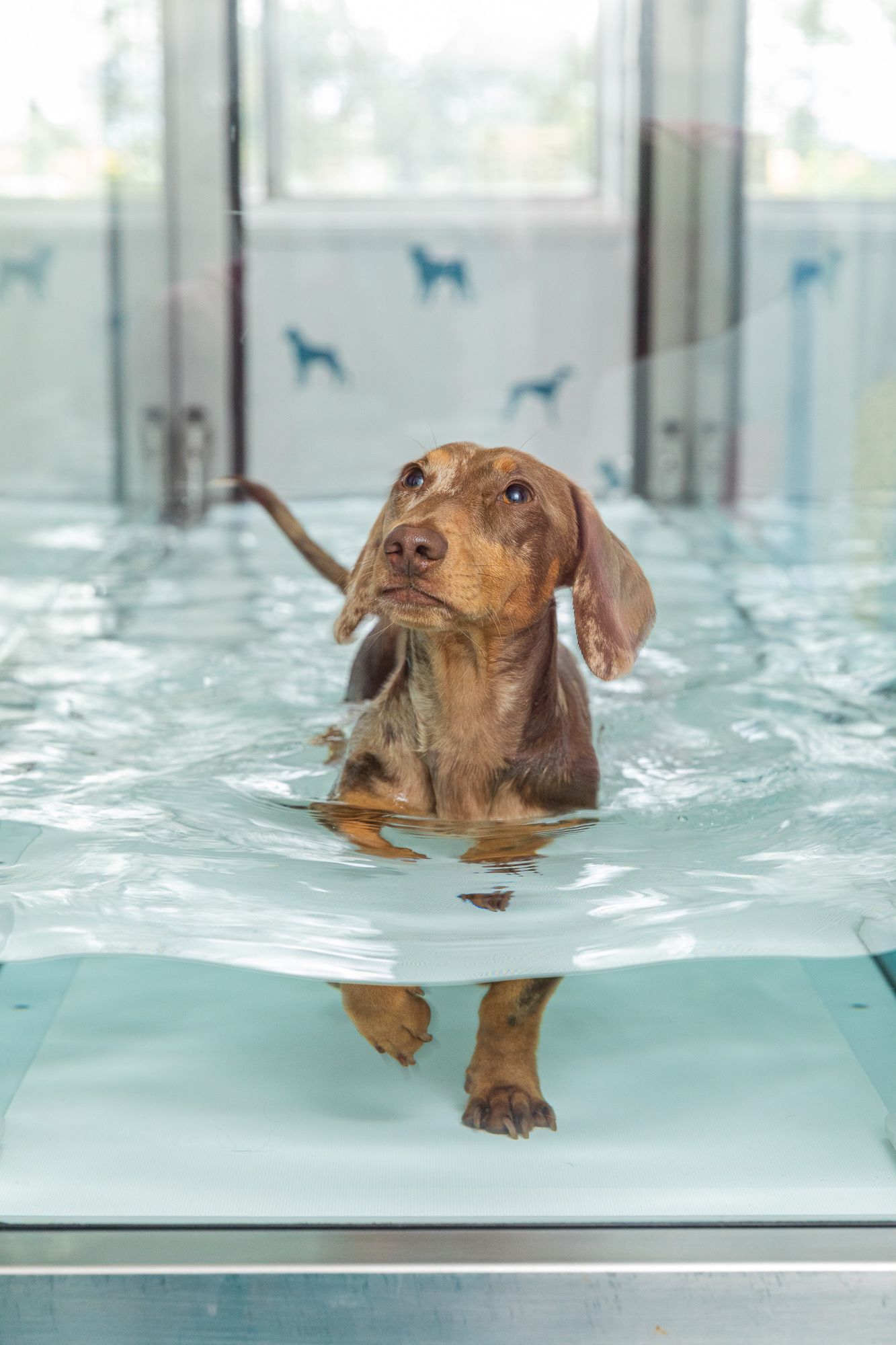 Canine Hydro