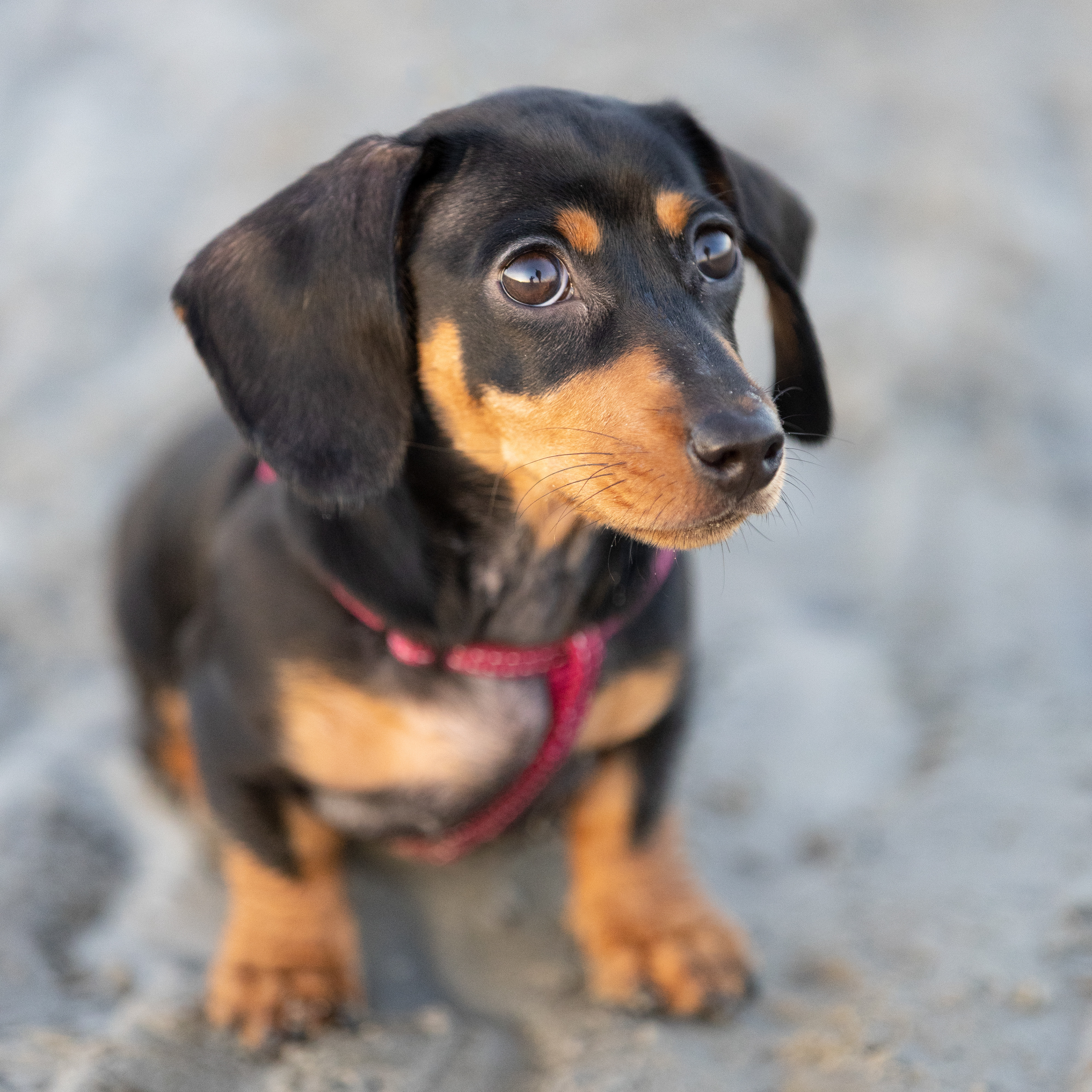Eyes that would melt your heart!
