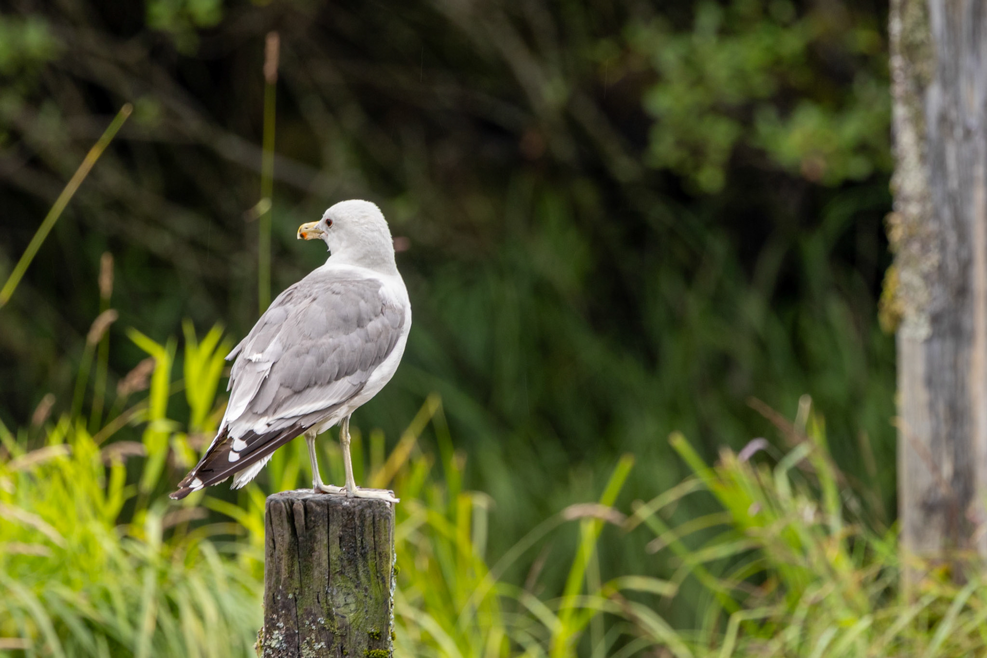 Herring Cove, Ketchikan, AK