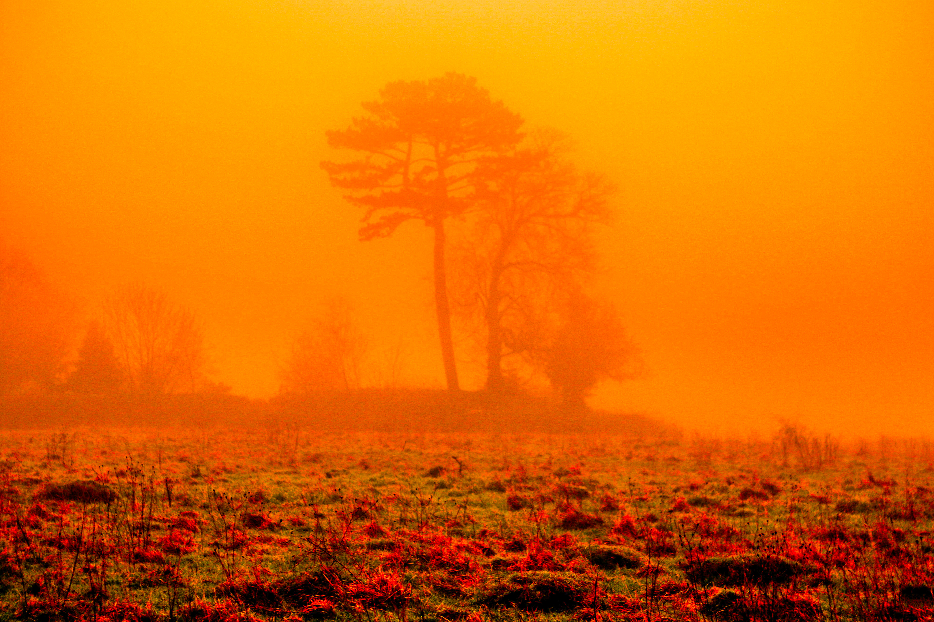 Burnt Orange Mist