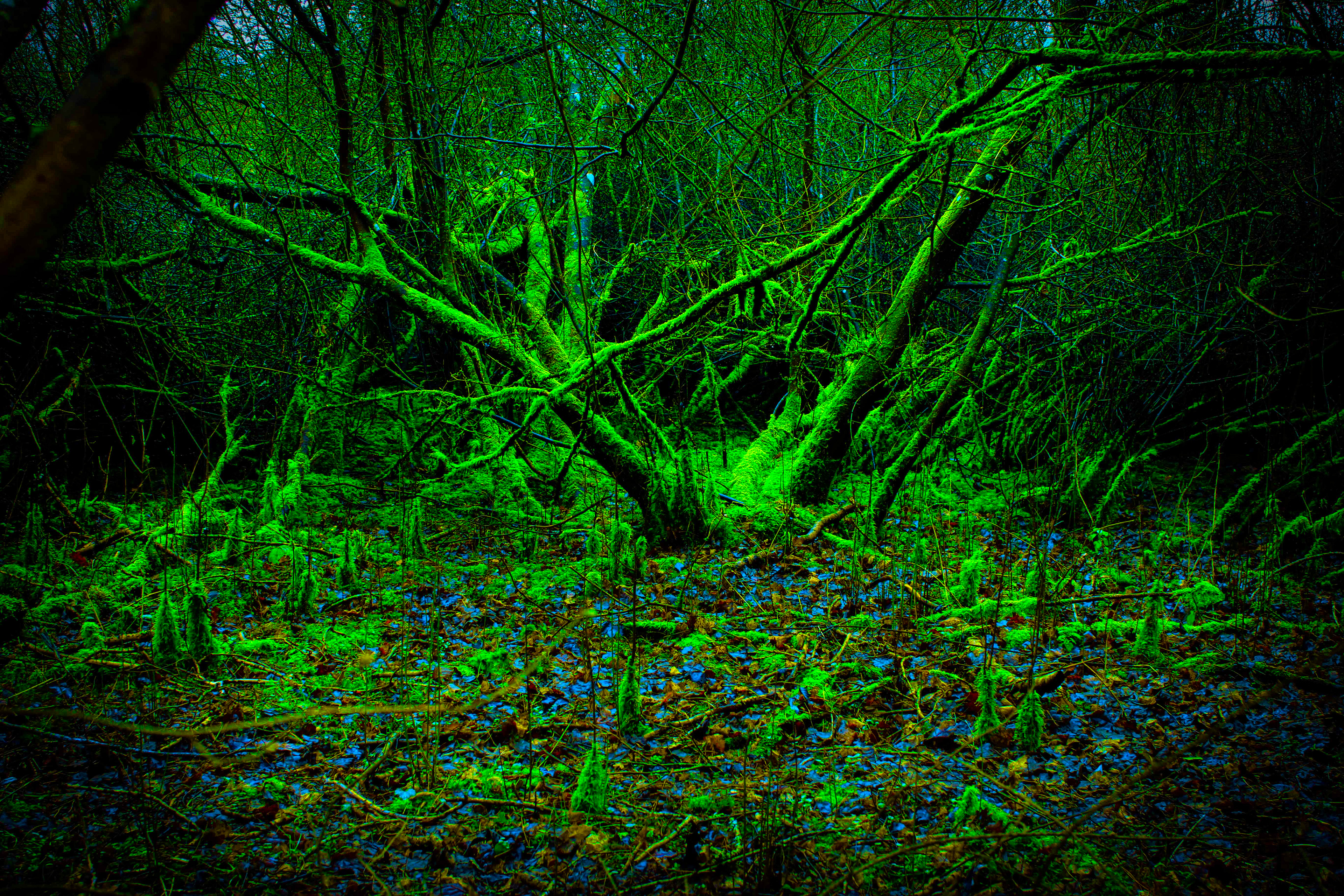 Secret Garden of Bluebells