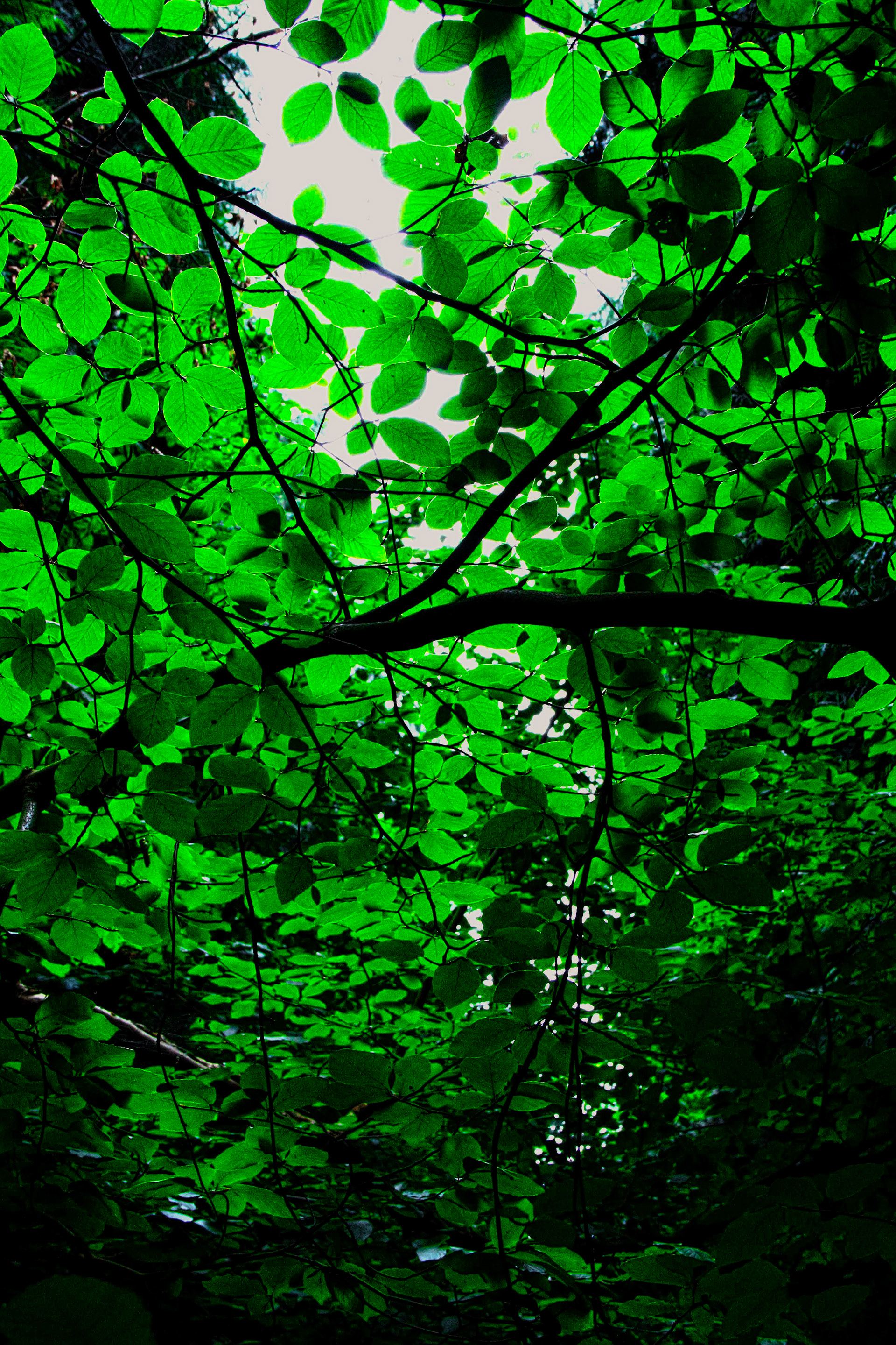 Blanket of Foliage