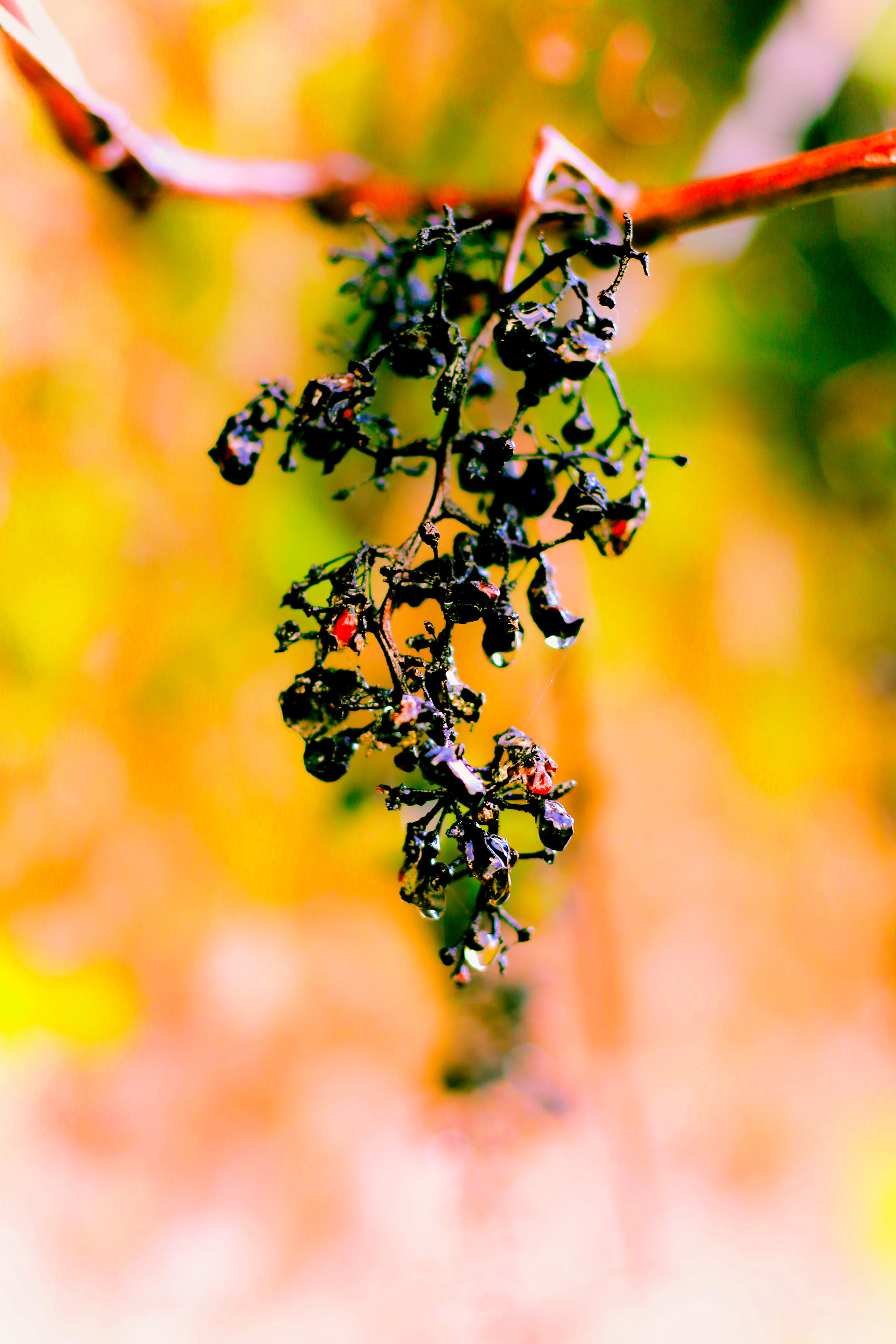 Dried Grape