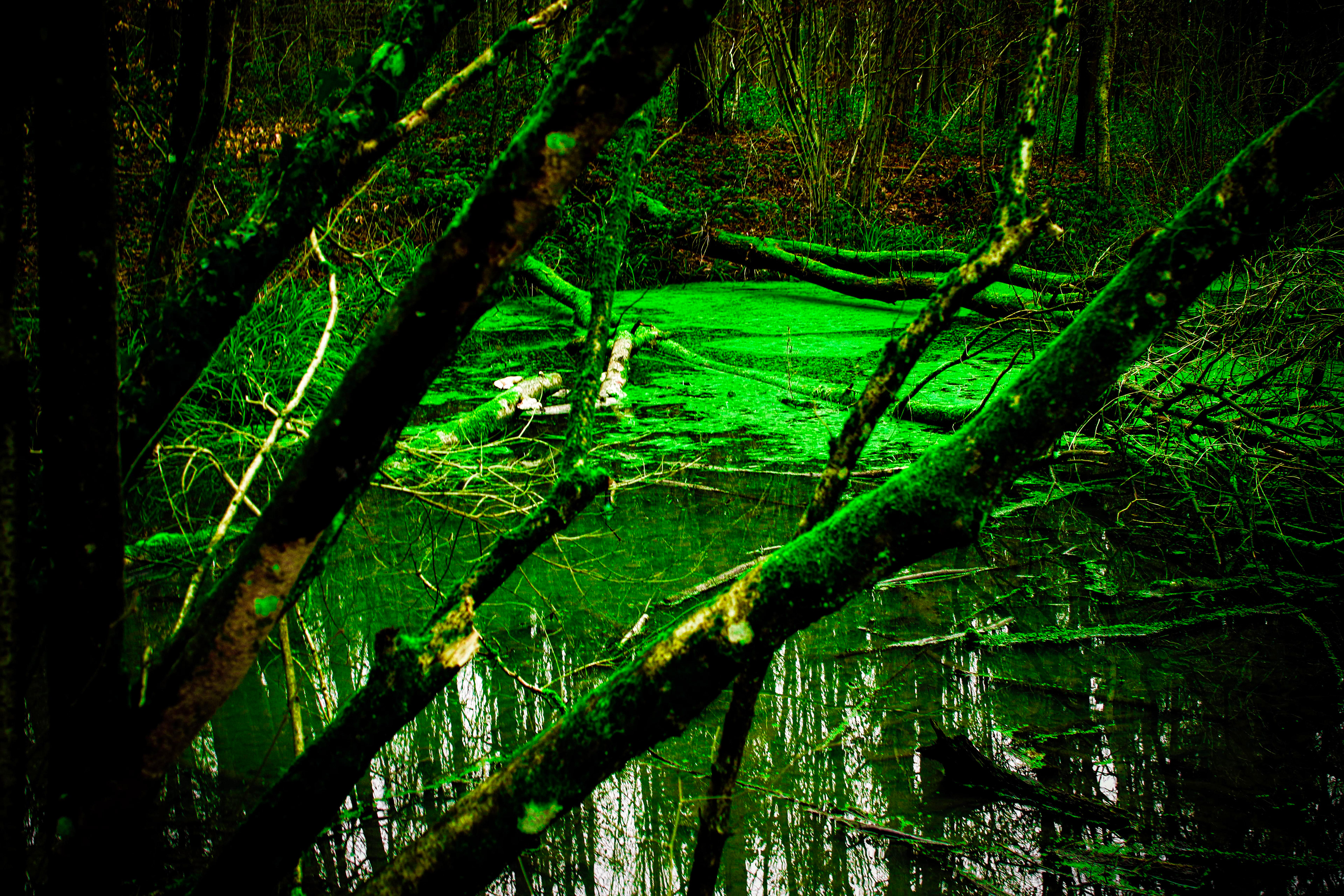 Glorious Swamp