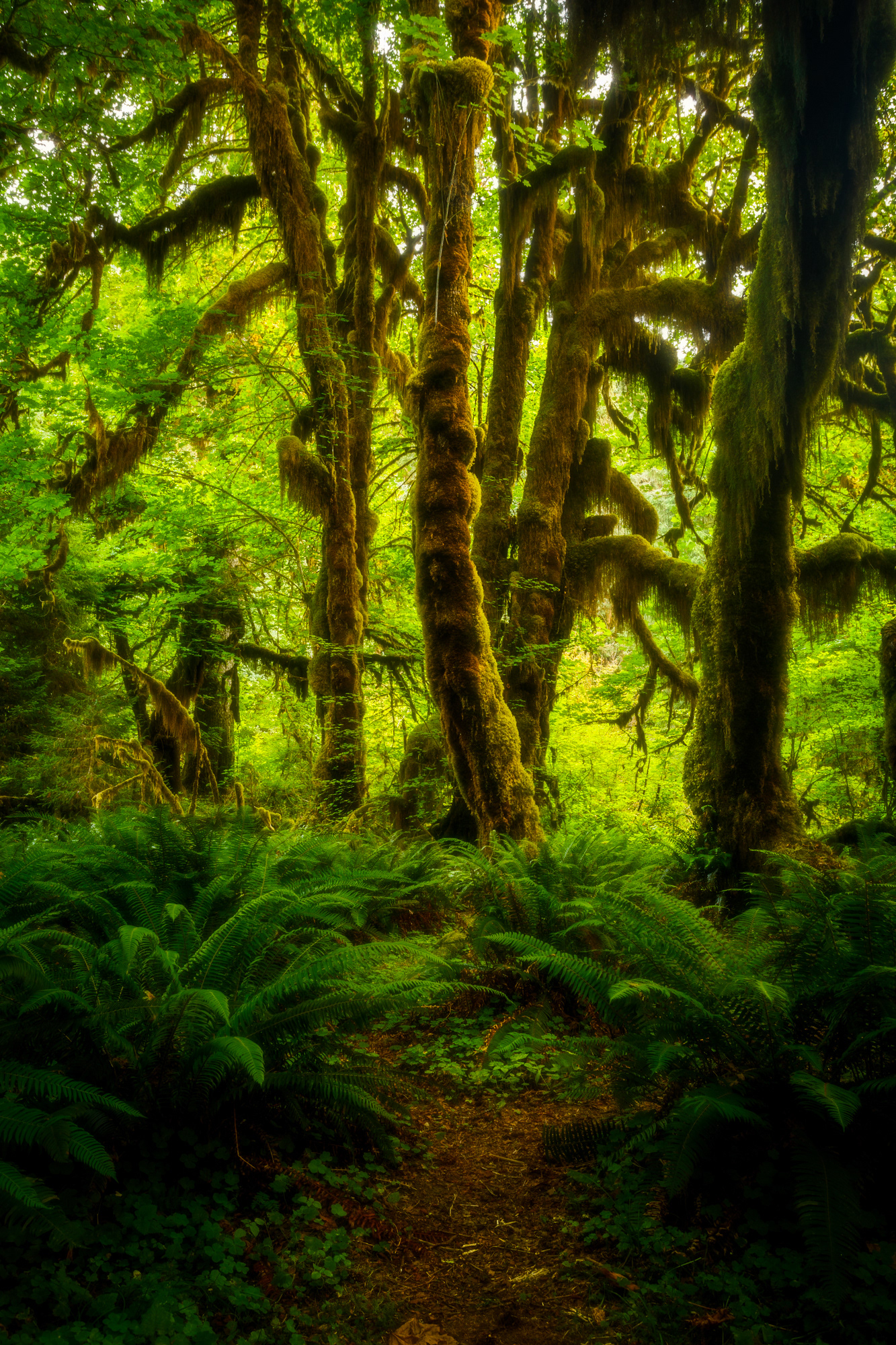 Olympic National Park, Washington