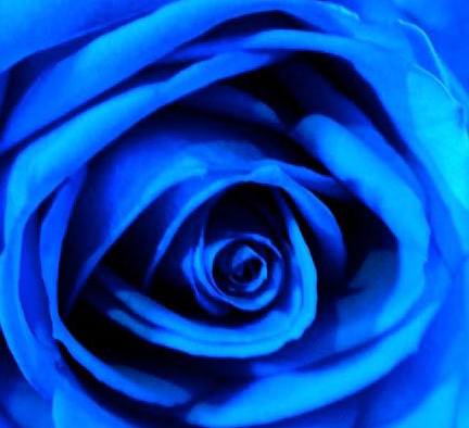 BluRose Studio