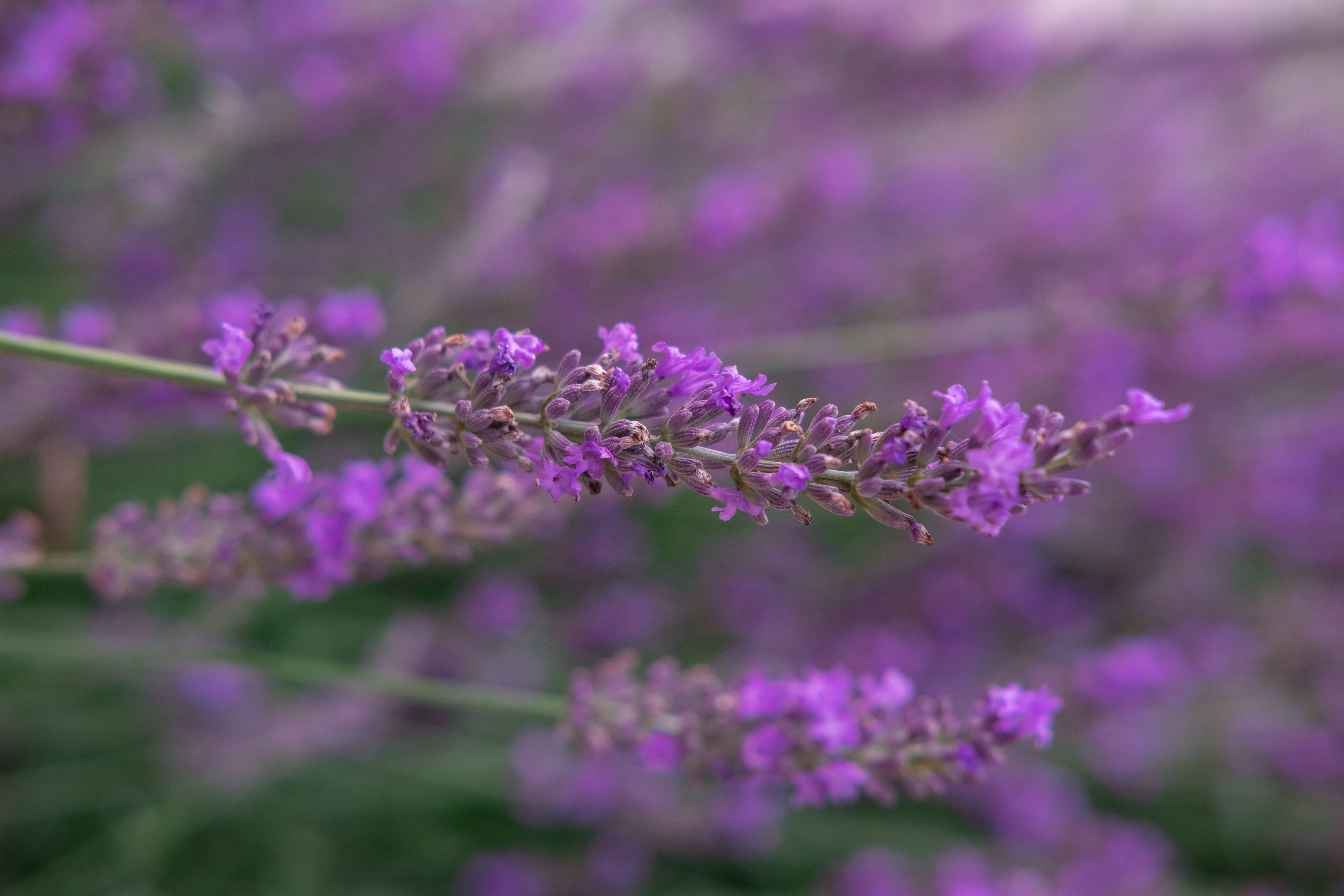 35mm, 1/250 sec, f/4.0, ISO 320