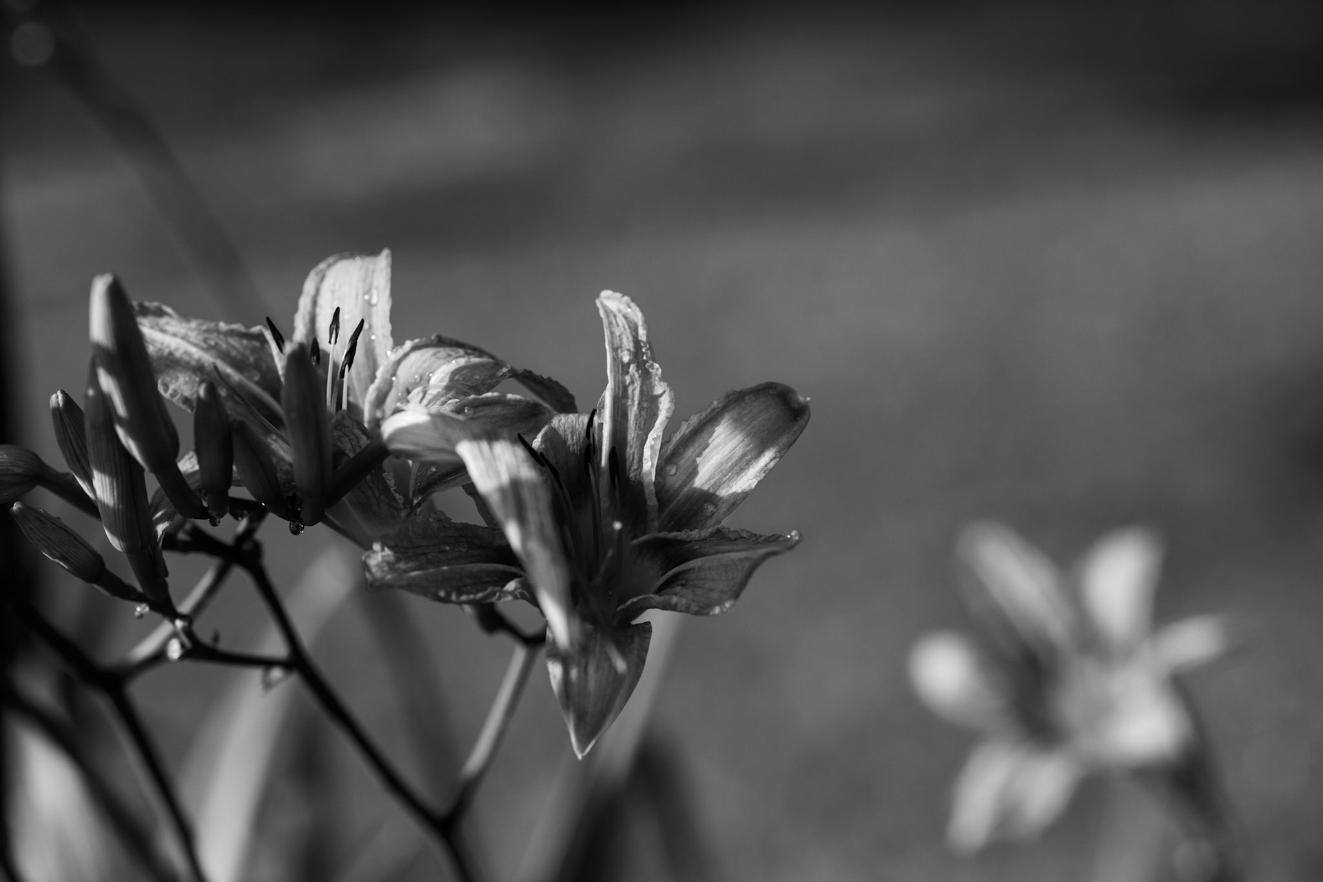 75mm, 1/1600 sec, f/2.8, ISO 125