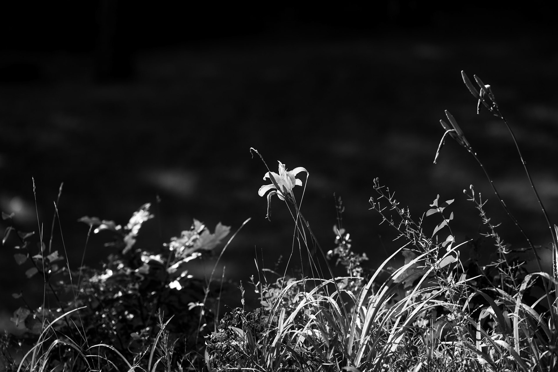 75mm, 1/2700 sec, f/1.8, ISO 125