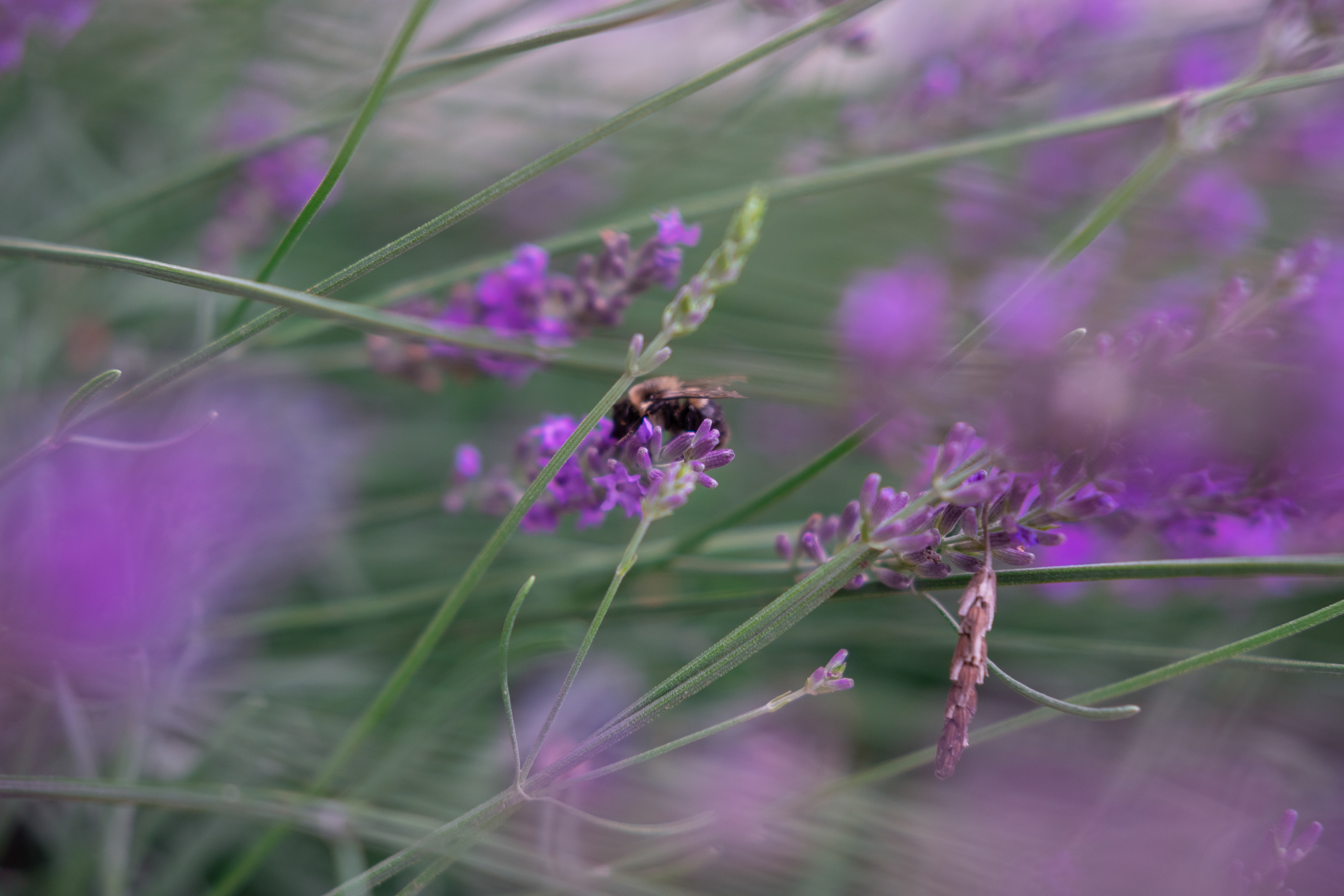 35mm, 1/250 sec, f/2.8, ISO 200