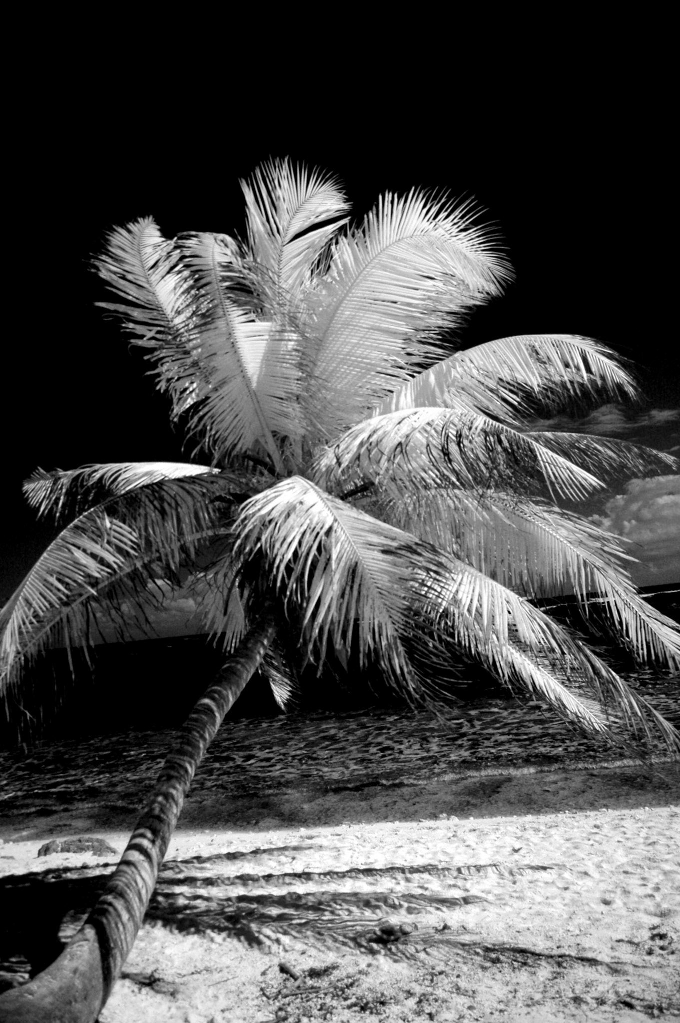 Absorb The Warmth - Digital IR