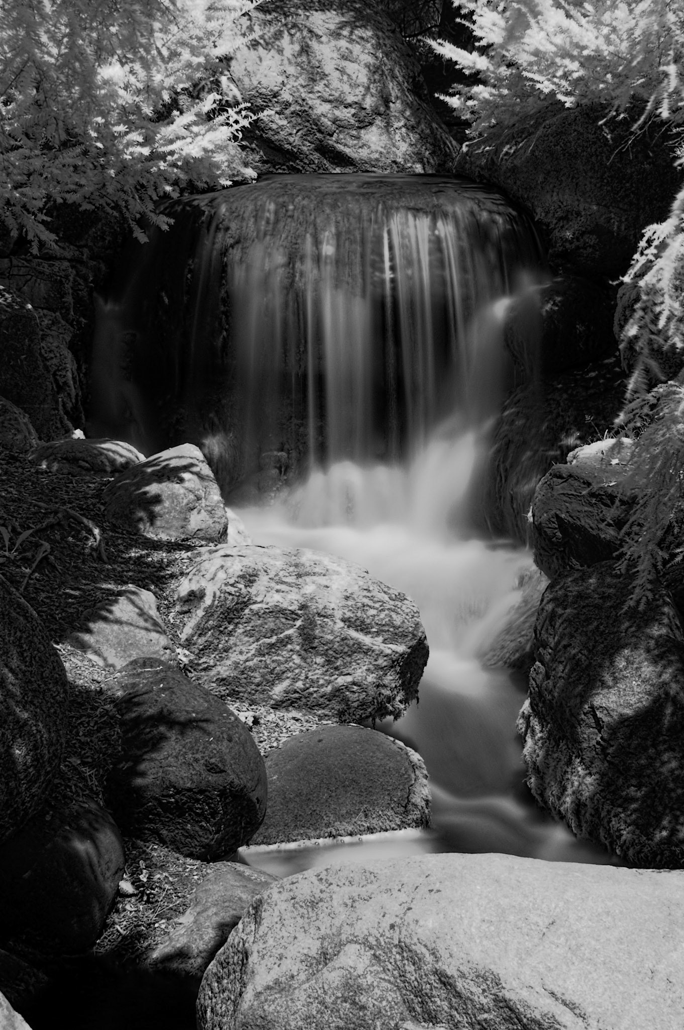 Dow Gardens - Digital IR
