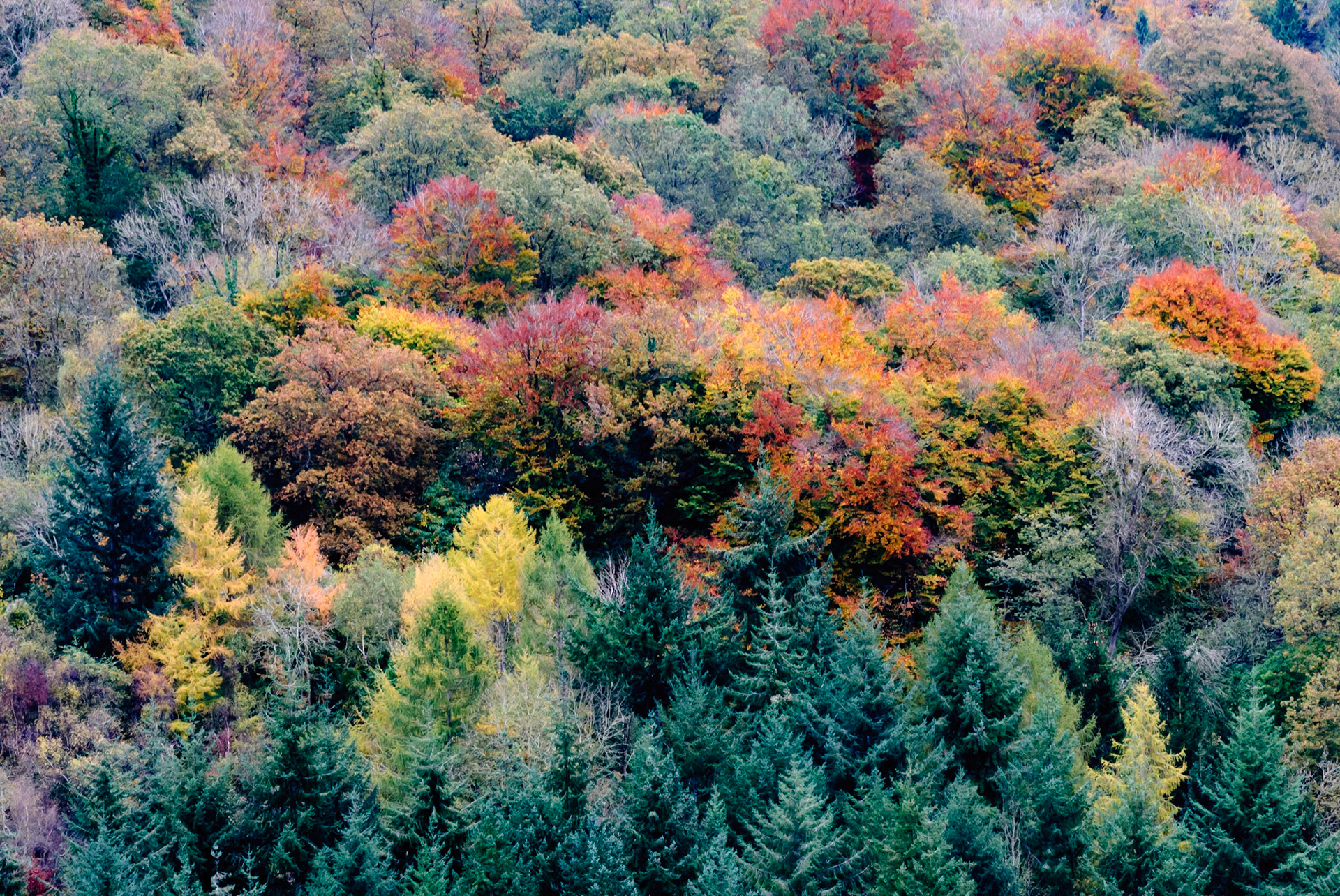 Forest of Dean