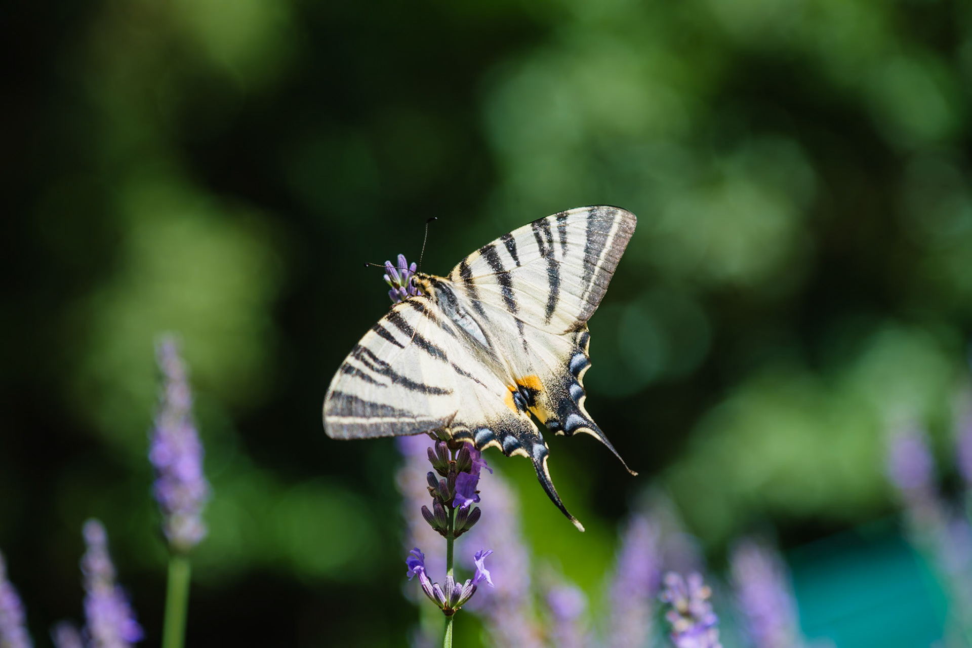 Swallowtail