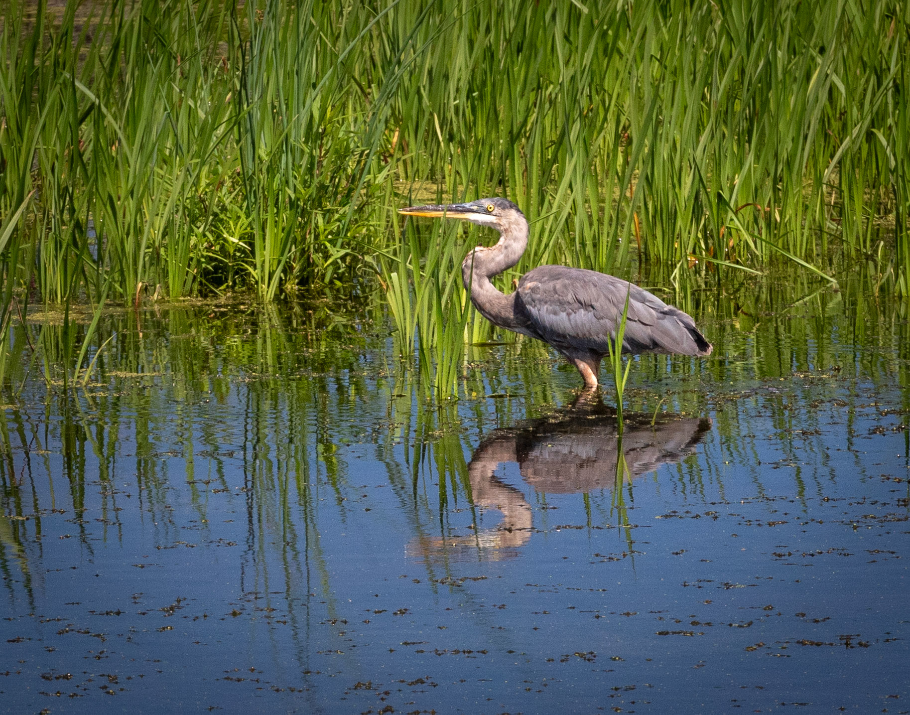 Great Blue Heron