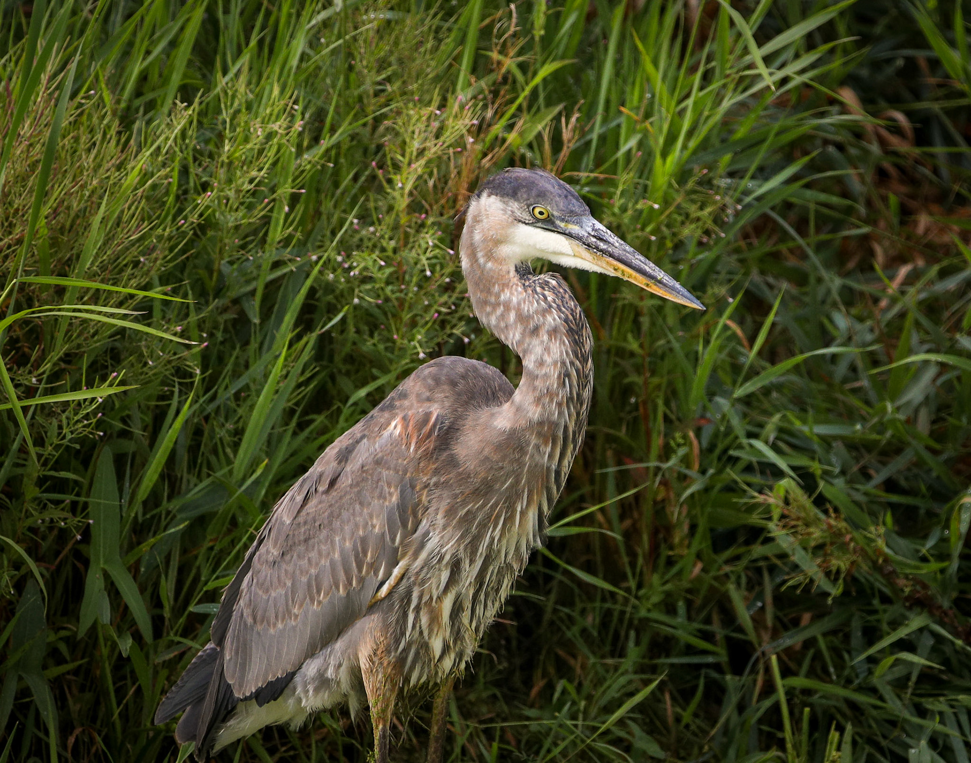 Great Blue Heron