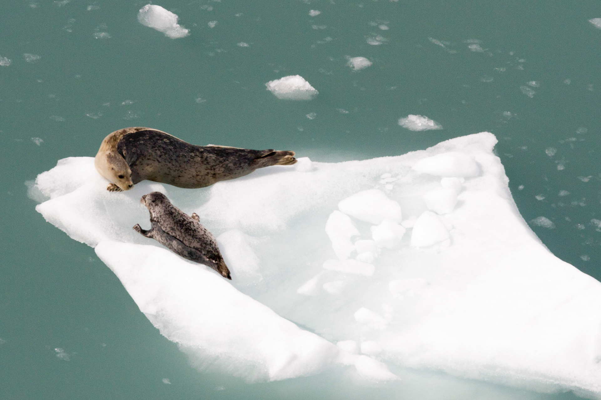 Mom and Pup - Alaska