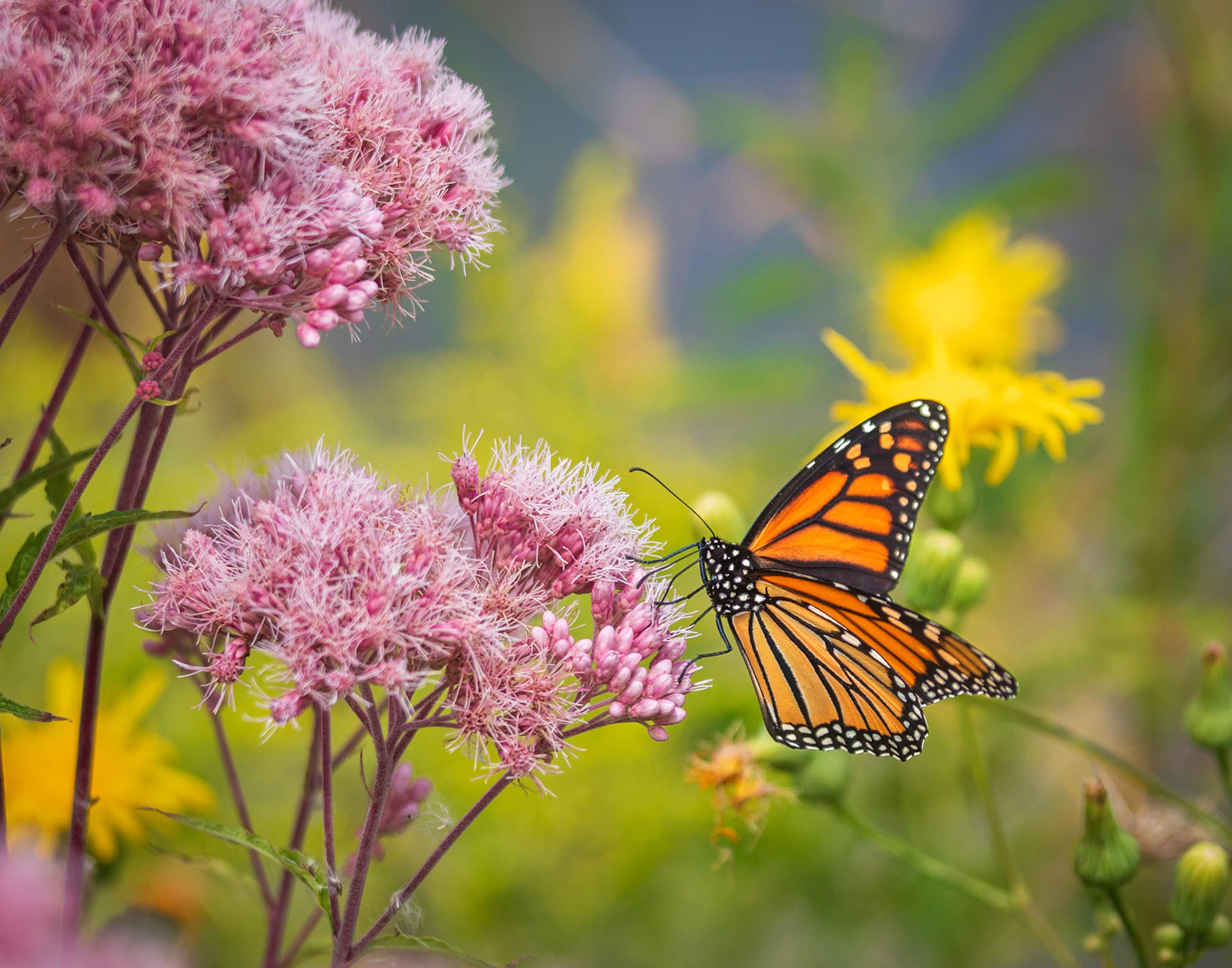 Monarch Migration - Arcadia, Michigan