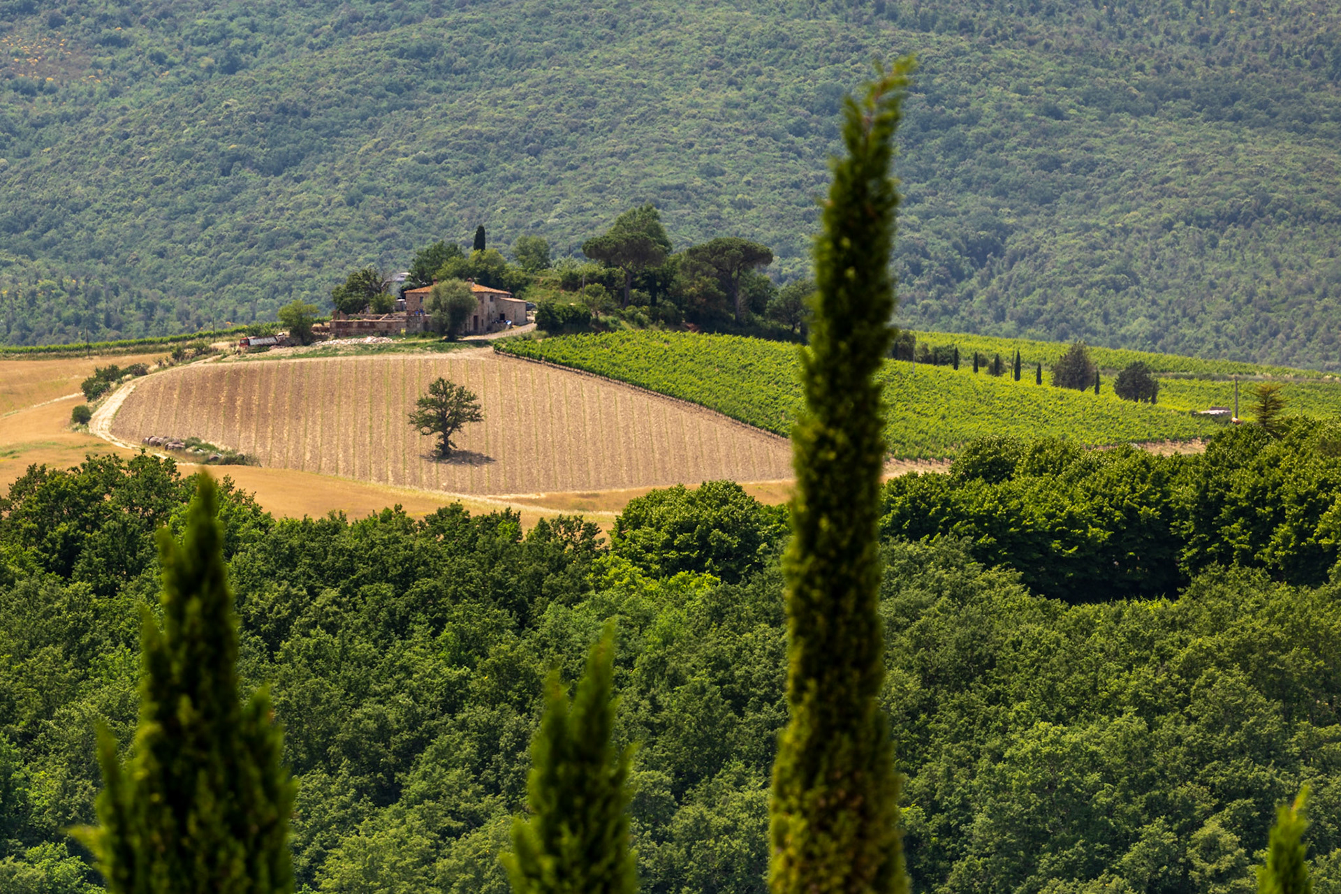 Distant Vineyard Near Montalcino, Italy