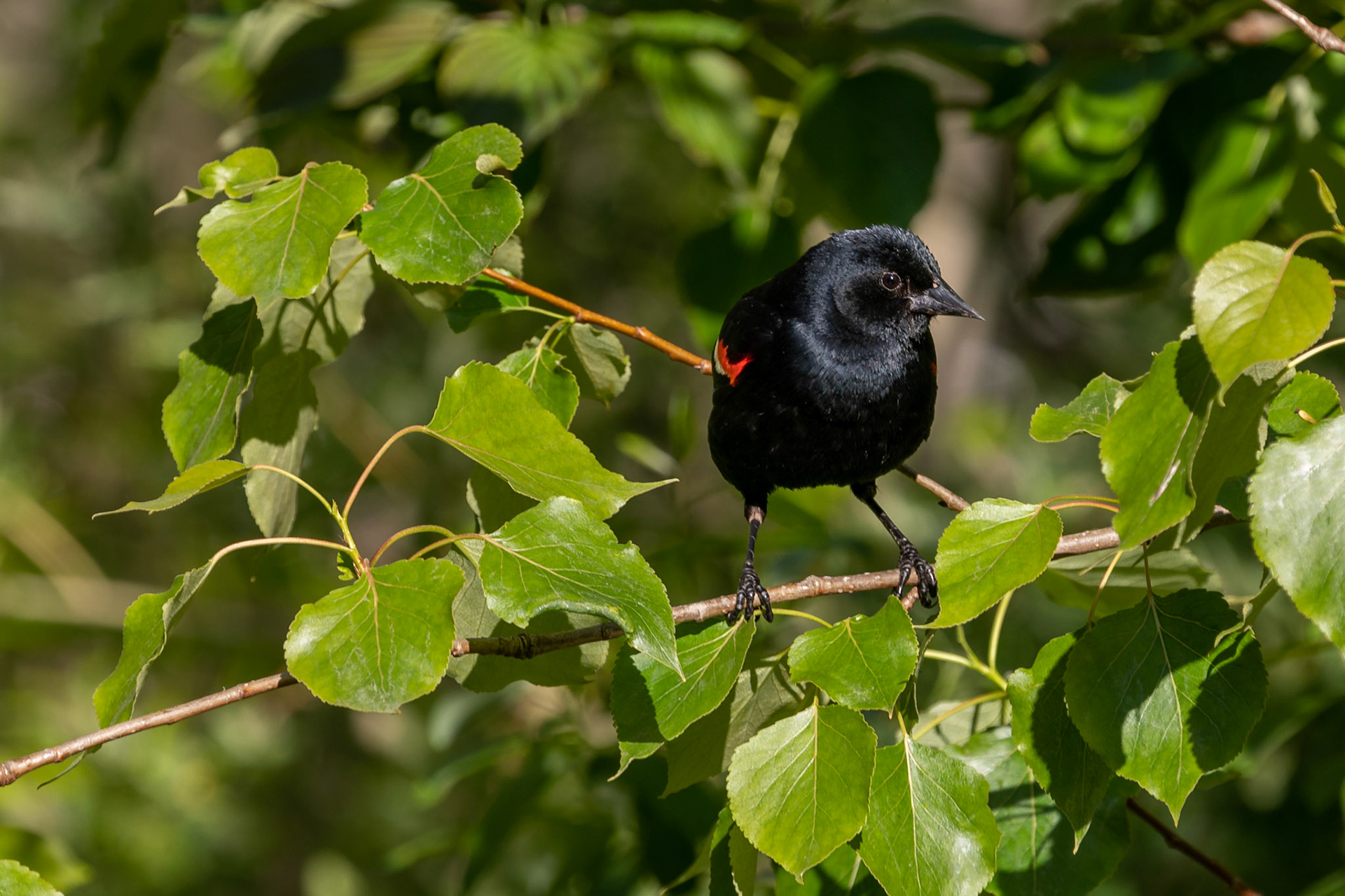 Red-winged Blackbird