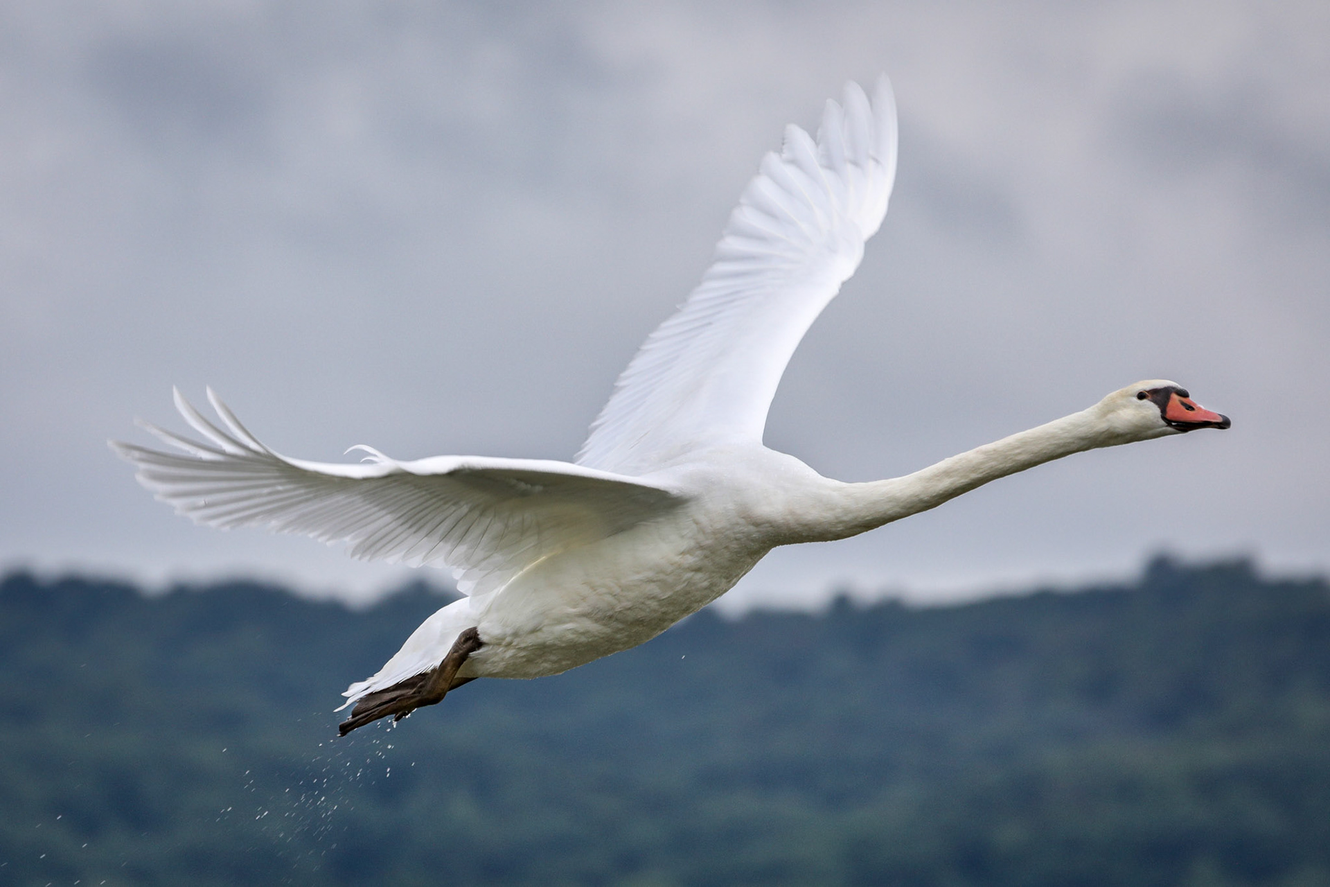 Mute Swan