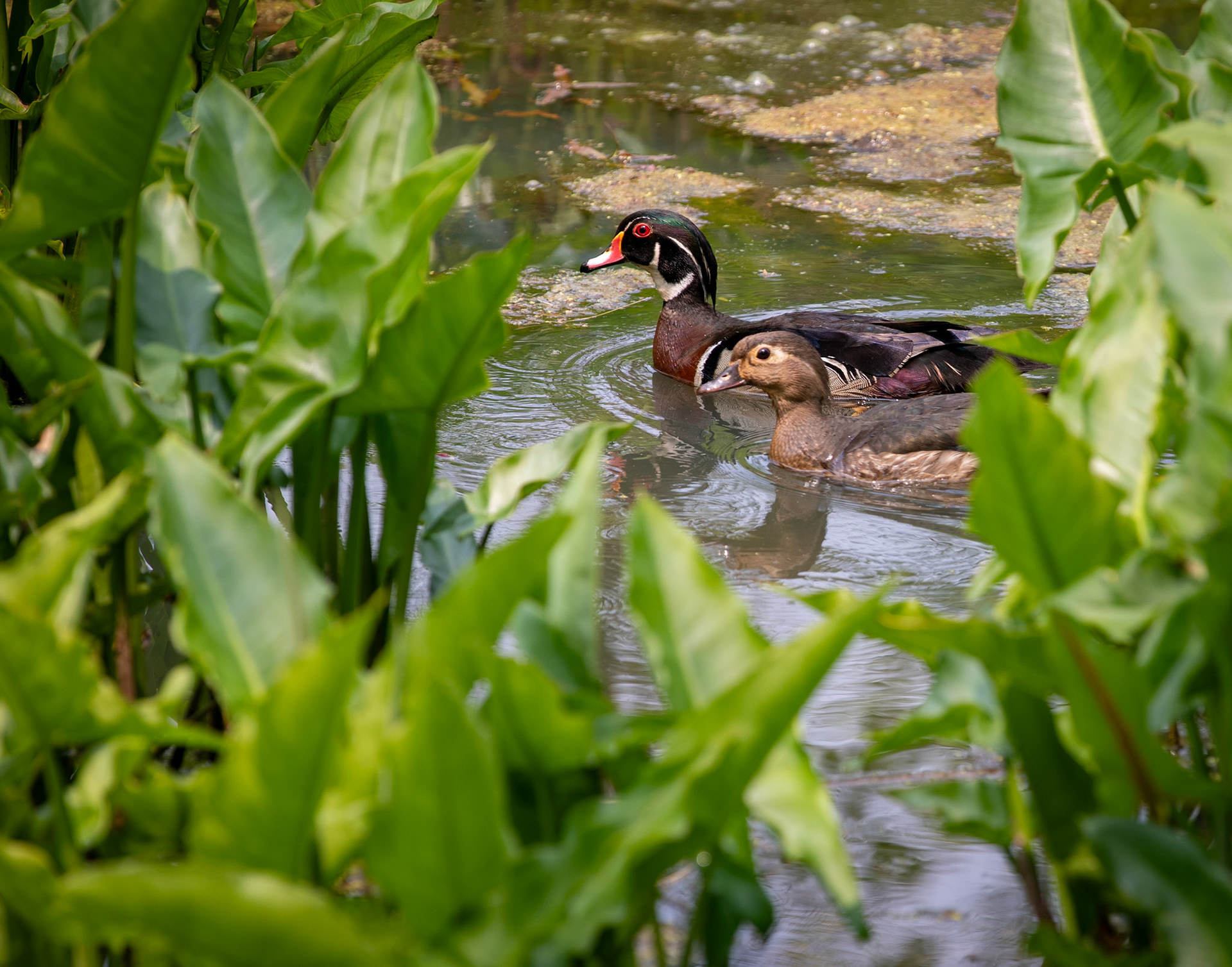 Wood Ducks
