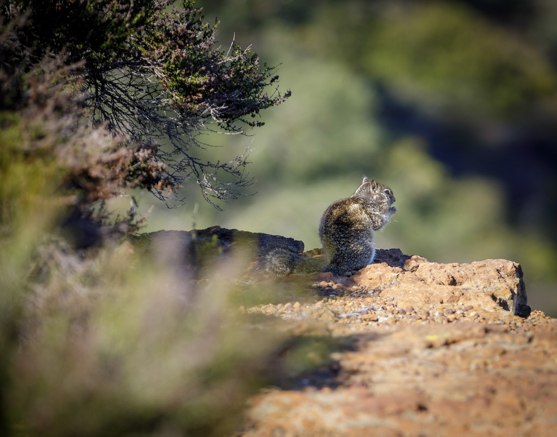 Keeping Watch - Torrey Pines, California