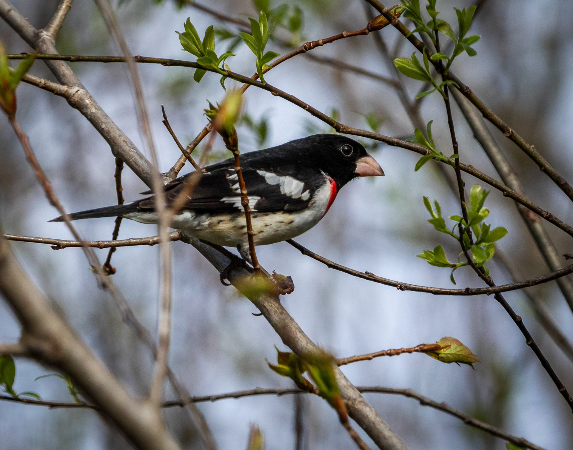 Rose Breasted Grosbeak